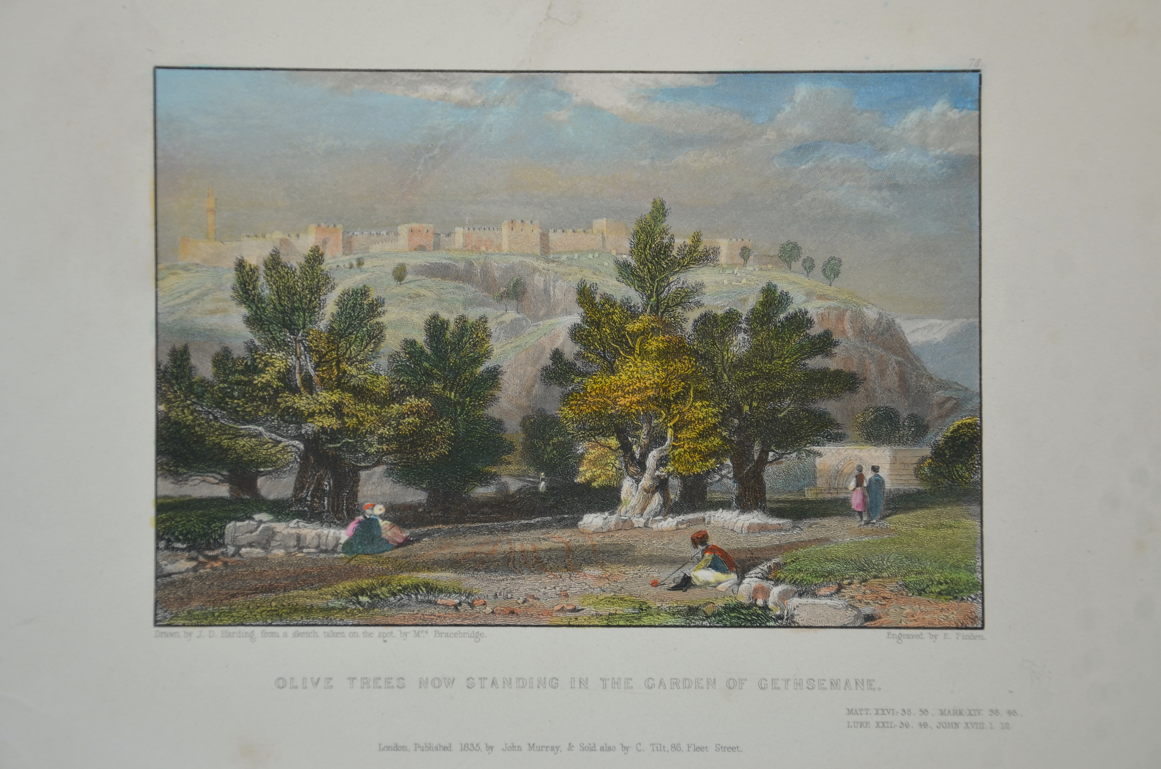 Finden Edward Olive trees now standing in the Garden of Gethsemane.