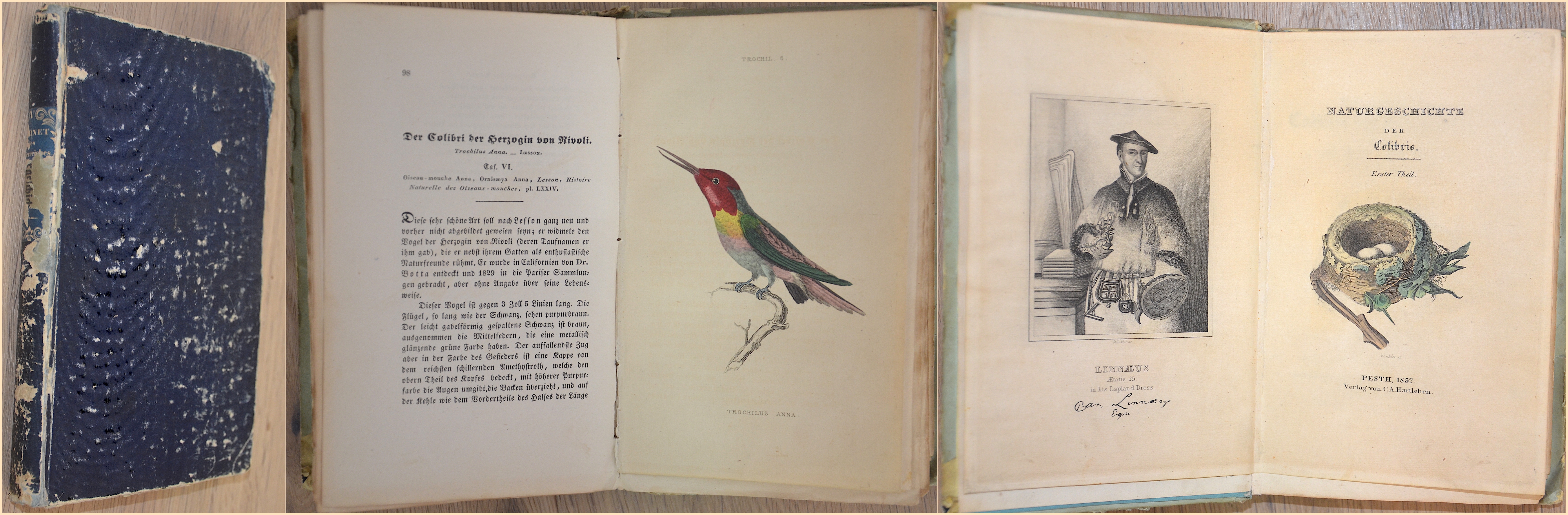 Jardine W. Naturgeschichtliches Cabinet des Thierreiches. Naturgeschichte der Colibris