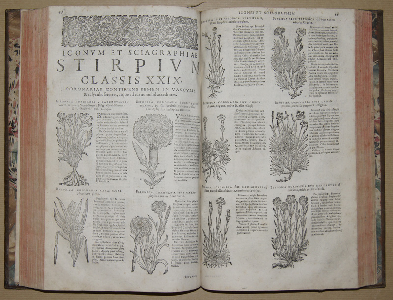 Gessner Comrad Chabaeo Historia Plantarum