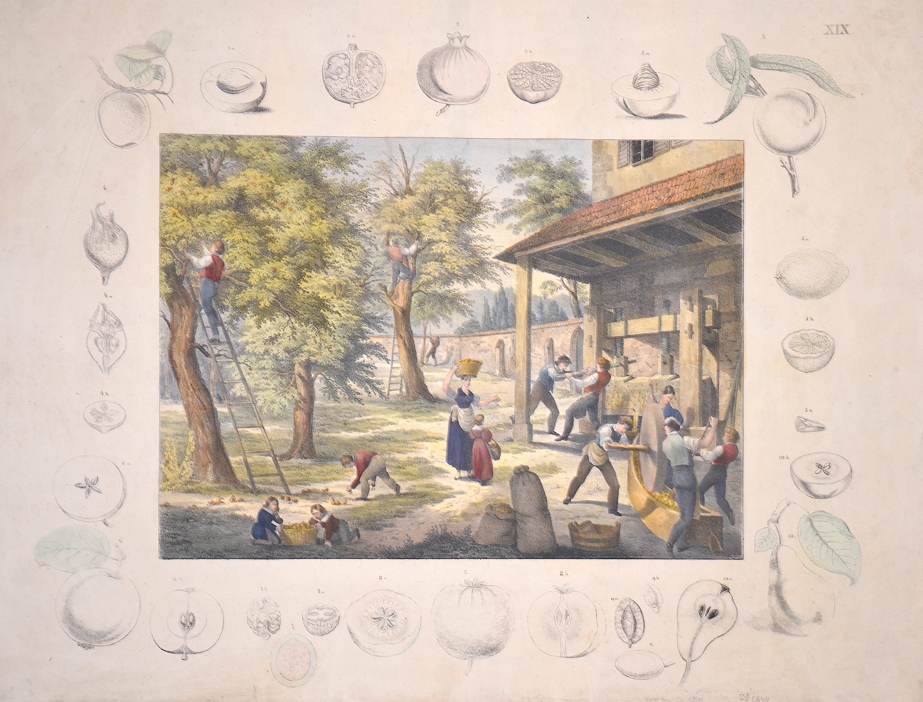 Anonymus no titel- XIX. -Apple harvest
