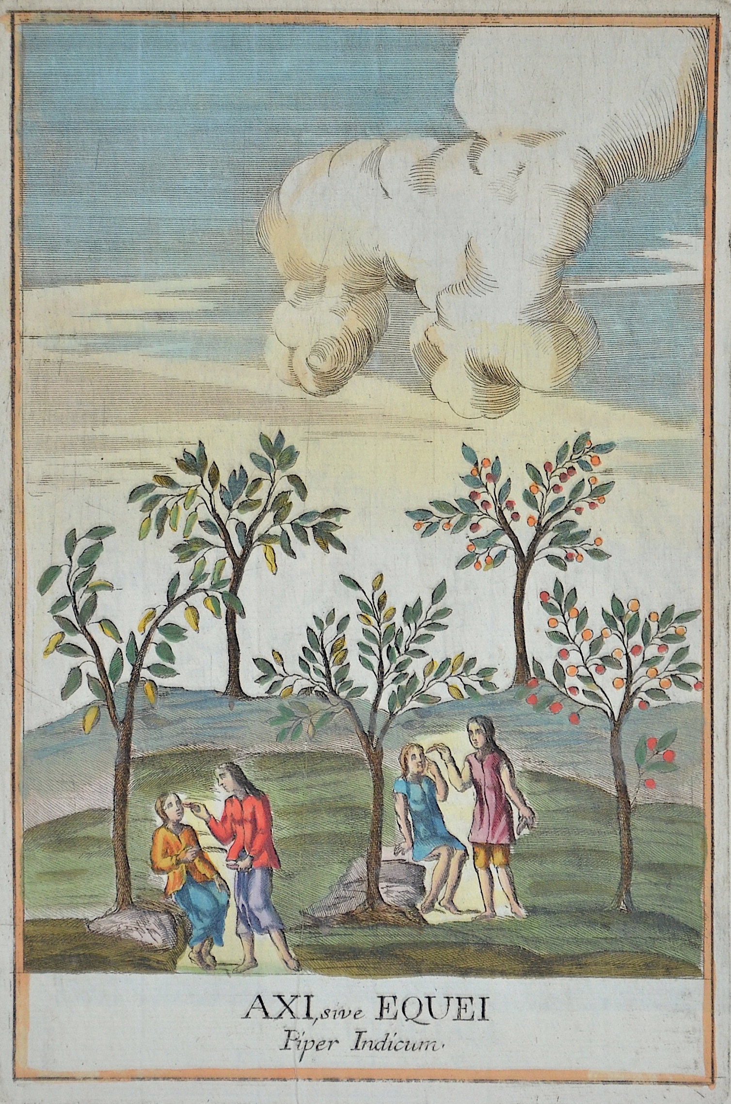 Franceschelli  Axi, sive Equei Piper Indicum.