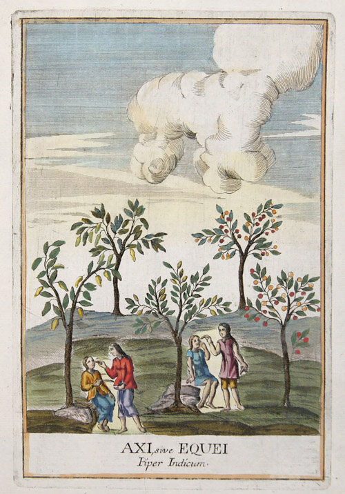 Franceschelli  Axi, sive Equei Piper Indicum.