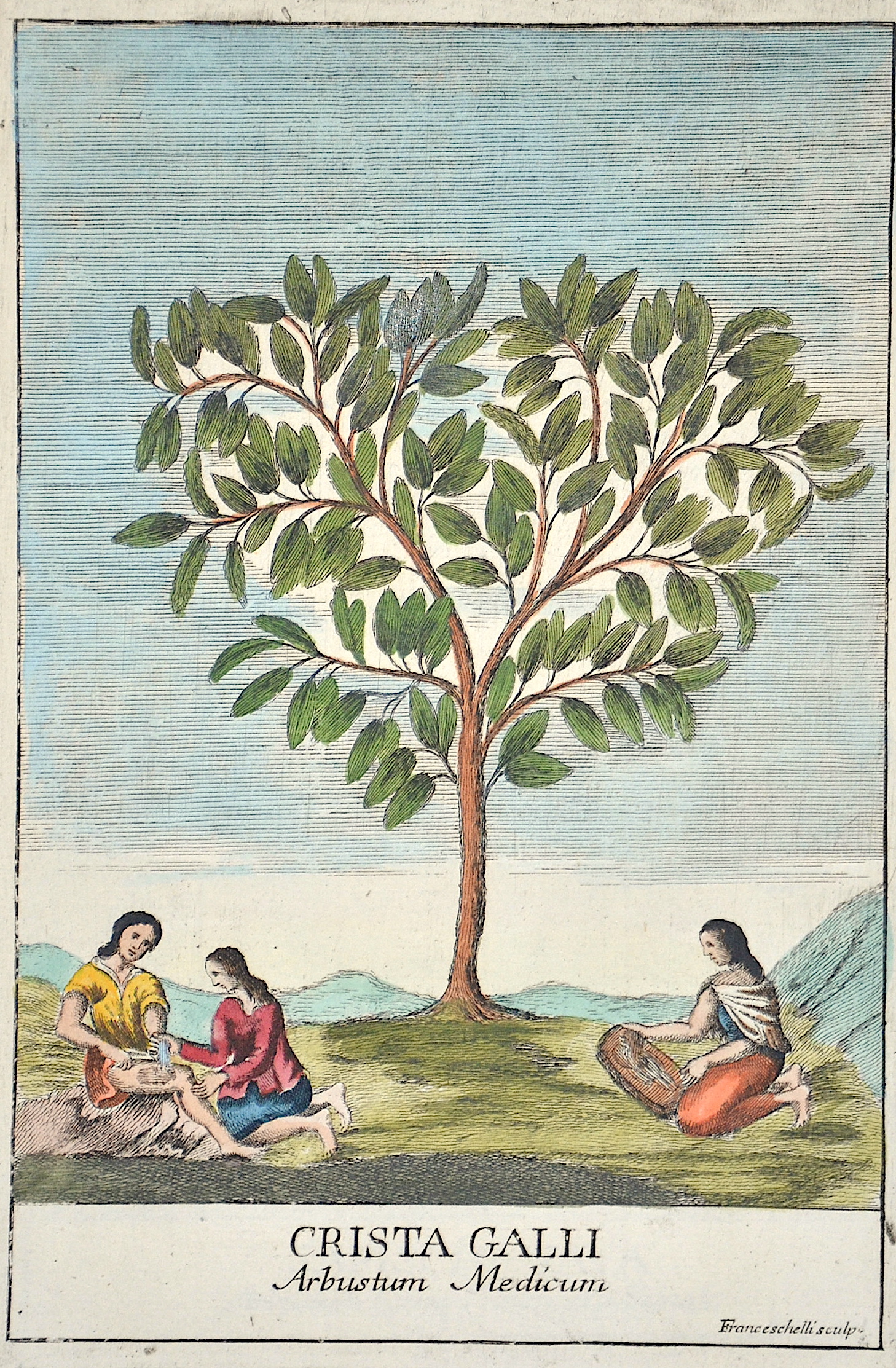 Franceschelli  Crista Galli. Arbustum medicum