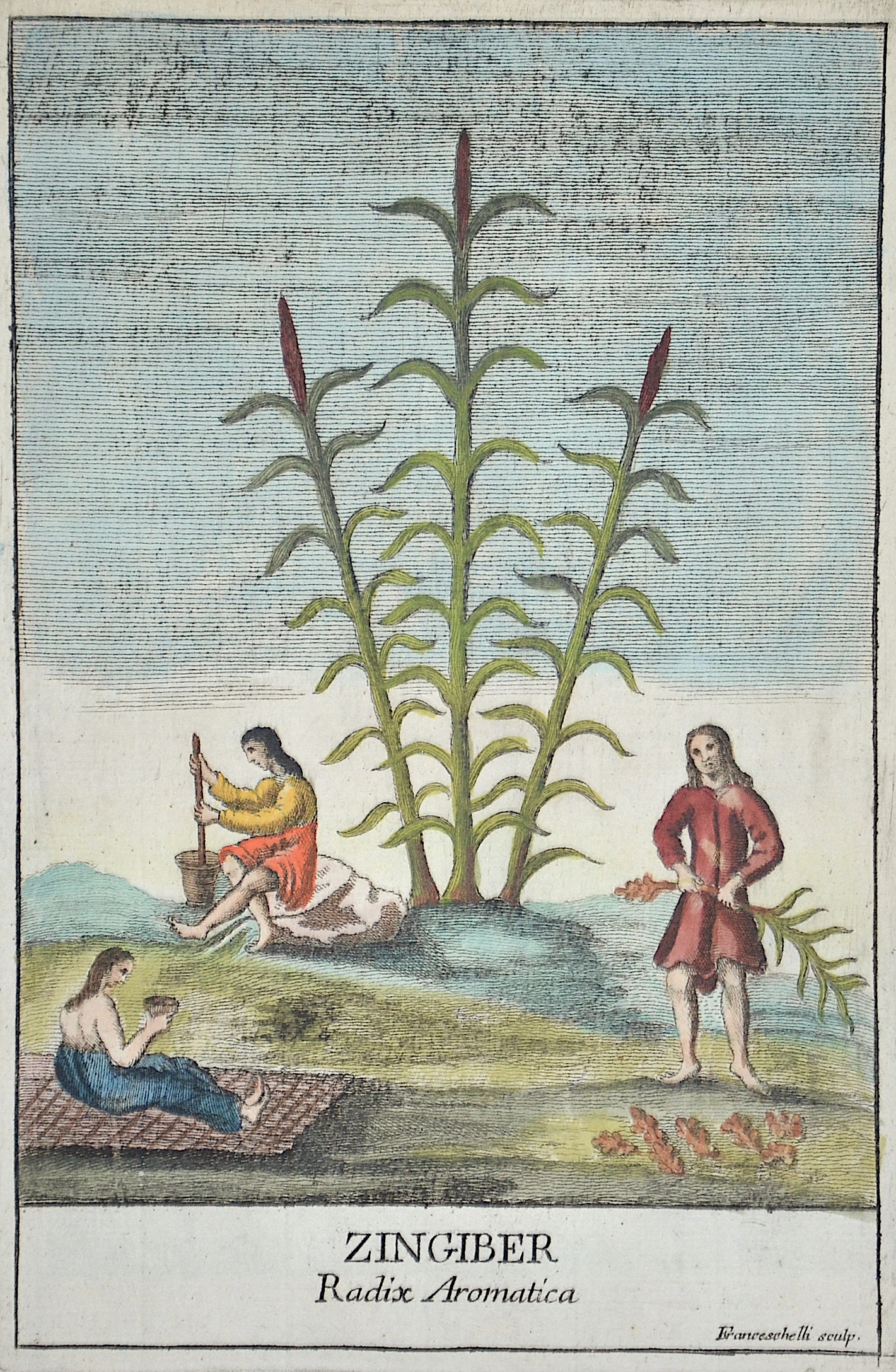 Franceschelli  Zingiber. Radix Aromatica