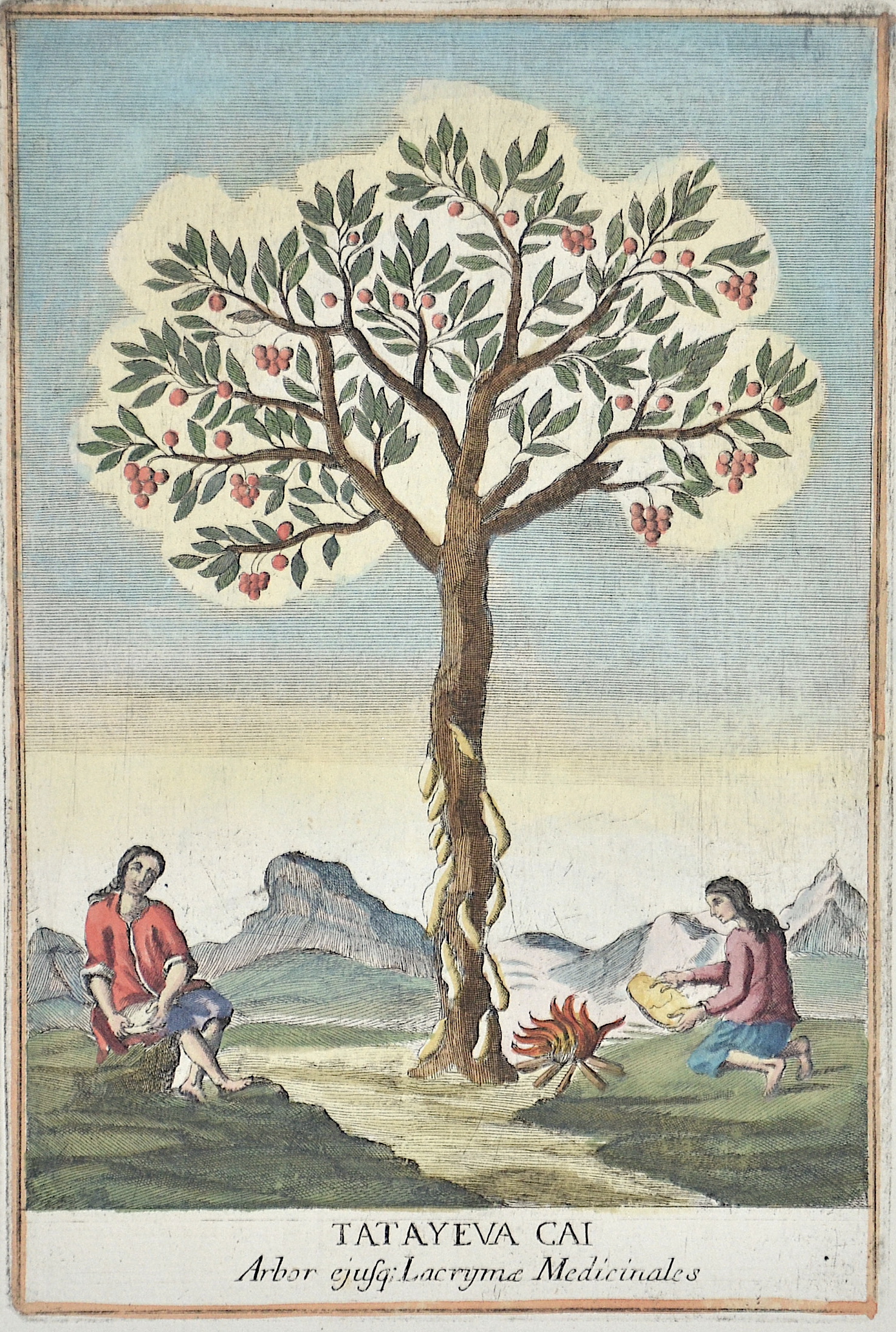 Franceschelli  Tatayeva Cai. Arbor ejusq;  Lacrymae Medicinales. (Arbustum Medicum)