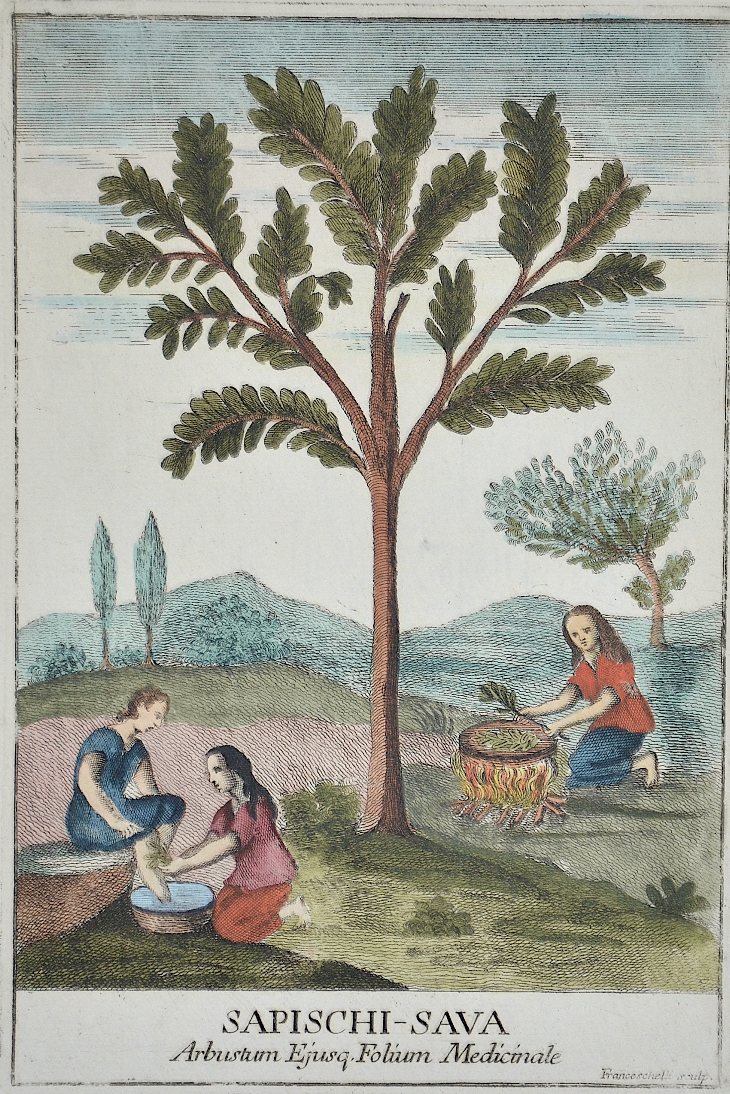 Franceschelli  Sapischi-Sava. Arbustum Ejusq. Folium Medicinale.