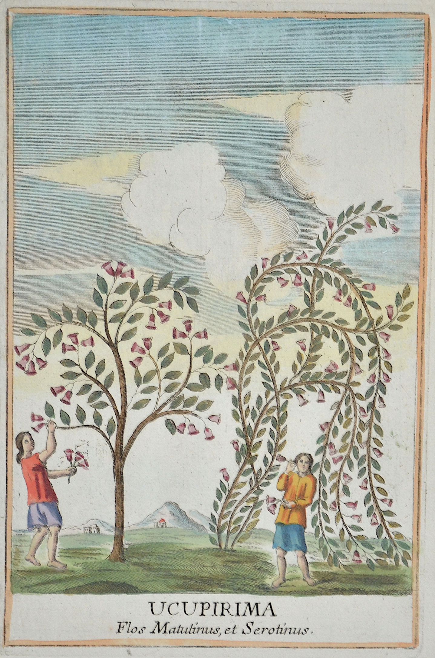 Franceschelli  Ucupirima. Flos Matutinus, et Serotinus.