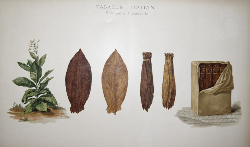 Salmone L. Tabacchi Italiani. Spandone di Chiaravalle