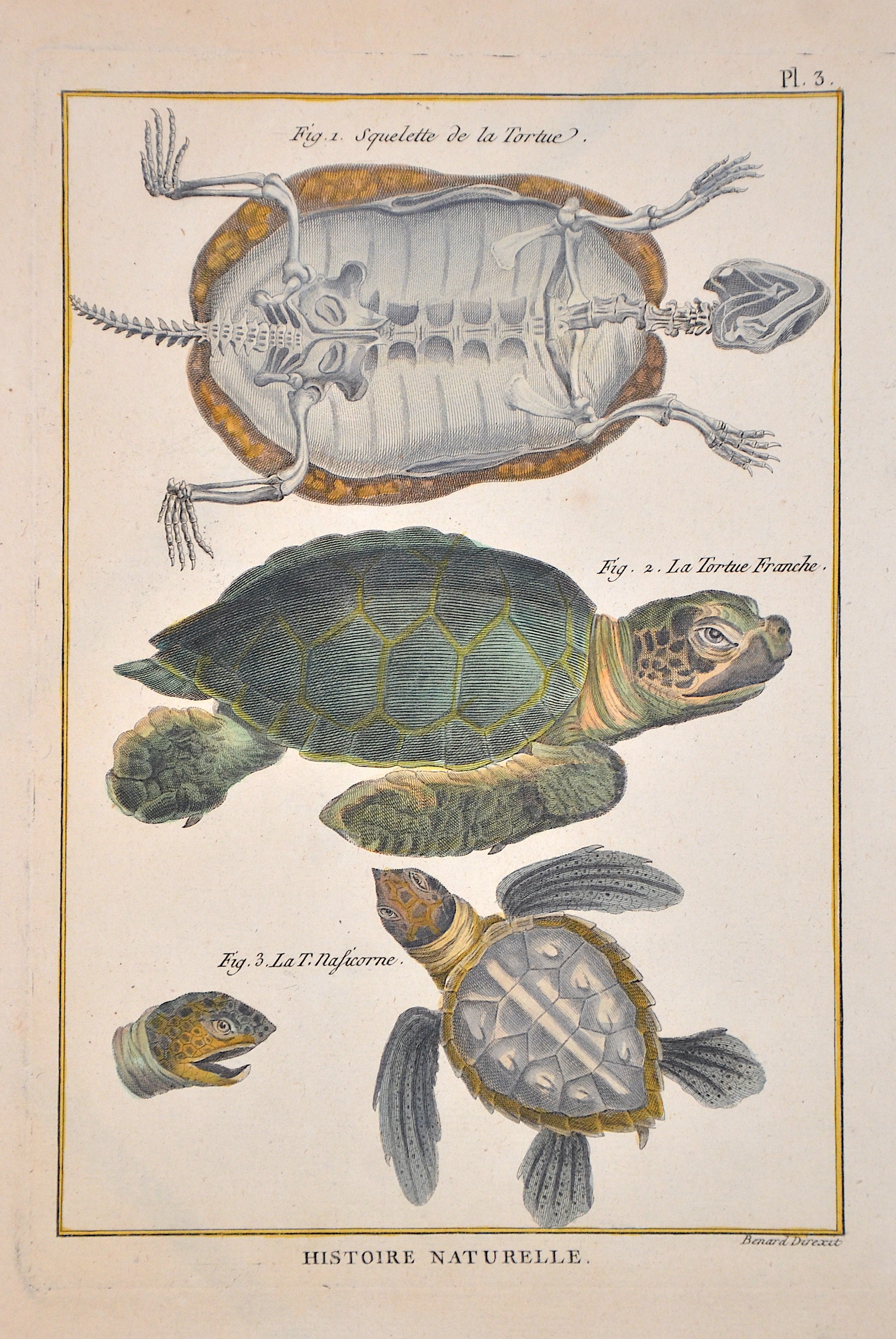 Benard/Martinet  Histoire Naturelle. Fig. 1. Squelette de la Tortue. Fig. 2. La Tortue Franche. Fig. 3. La T. Nasicorne.