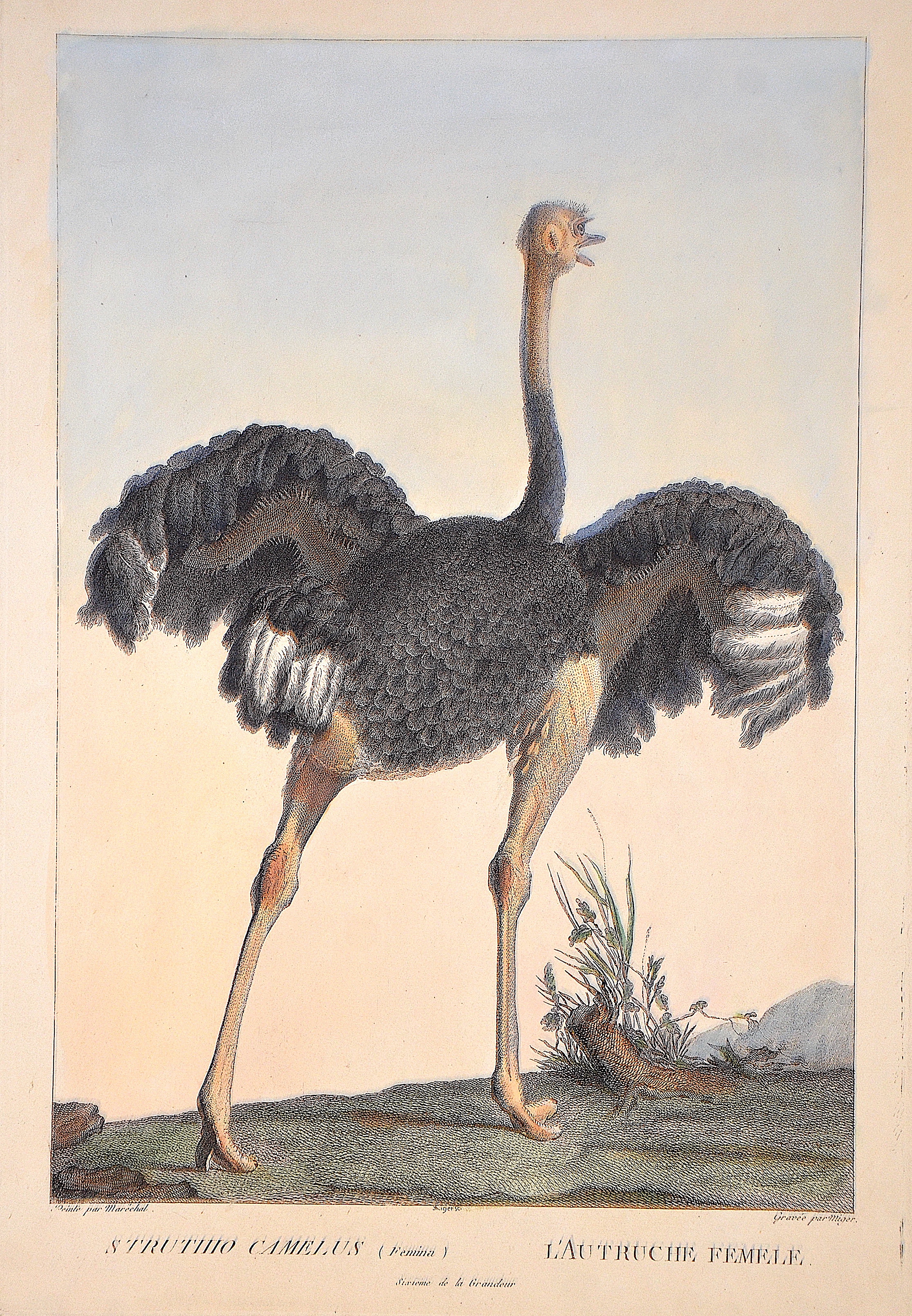 Miger Struthio Camelus (Femina) / L'Au Truche Femele.