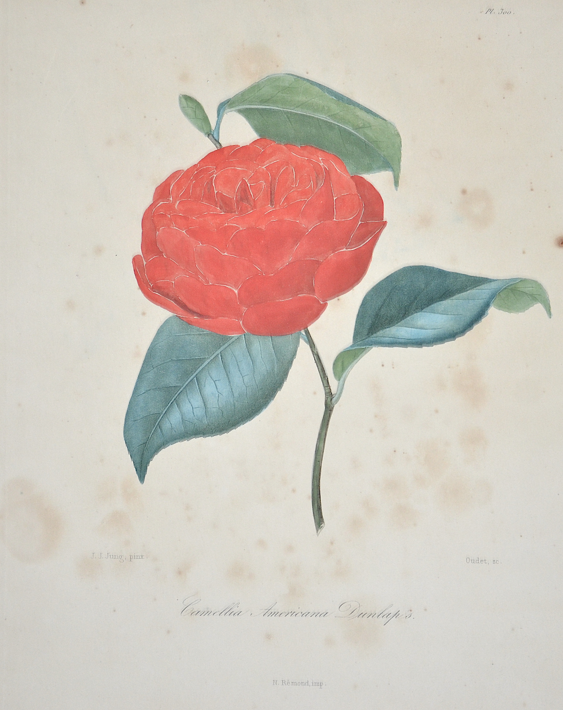 Remond/ Jung N./J. Camellia americana dunlap´s