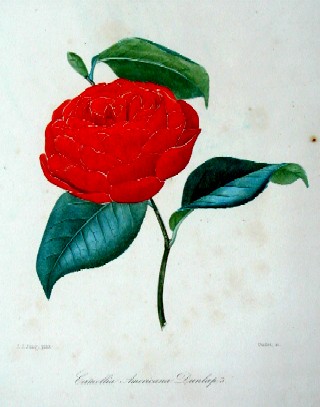 Remond/ Jung N./J. Camellia americana dunlap´s