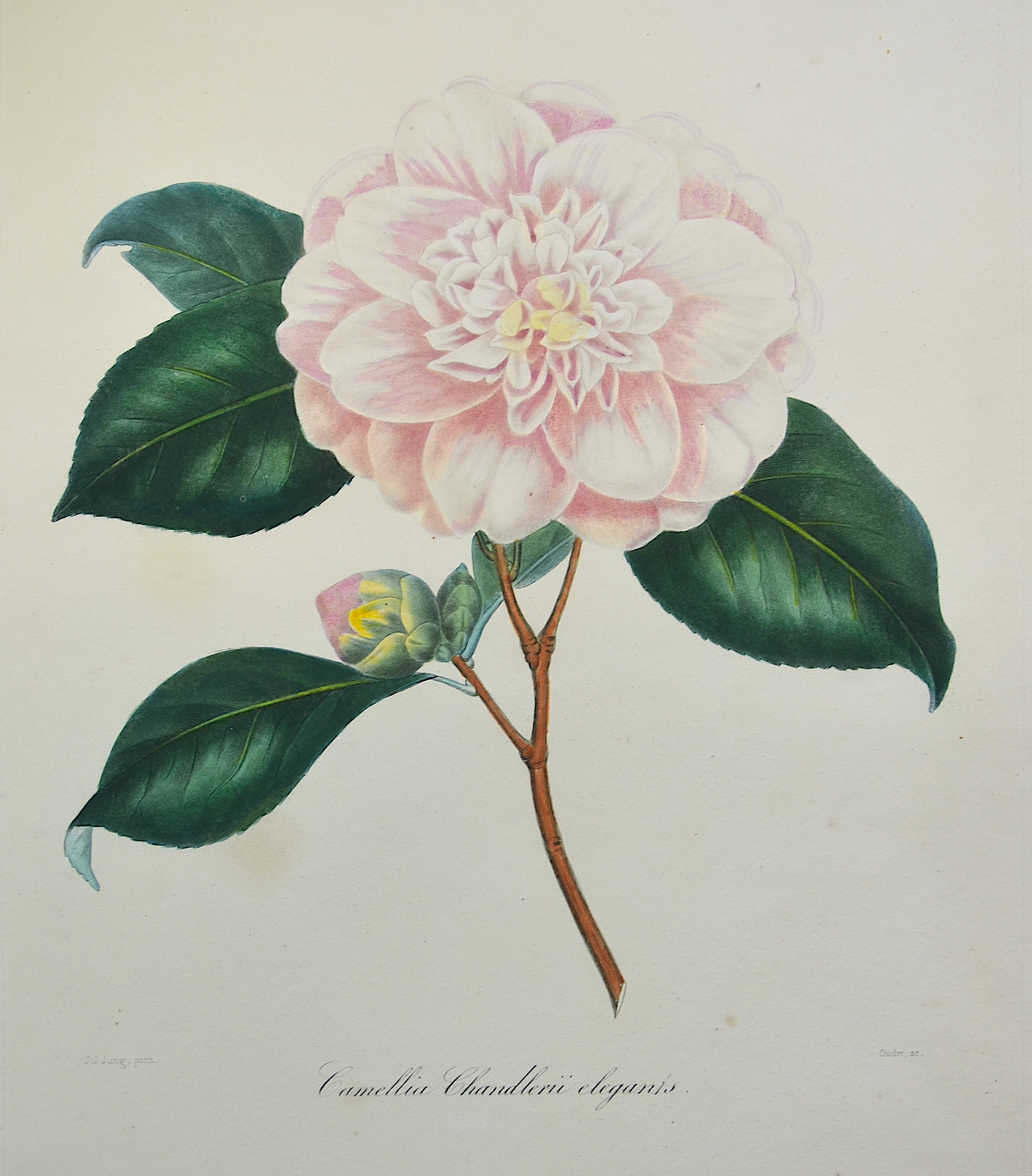 Remond/ Jung N./J. Camellia Chandlerii elegants