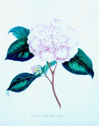 Remond/ Jung  Camellia Chandlerii elegants