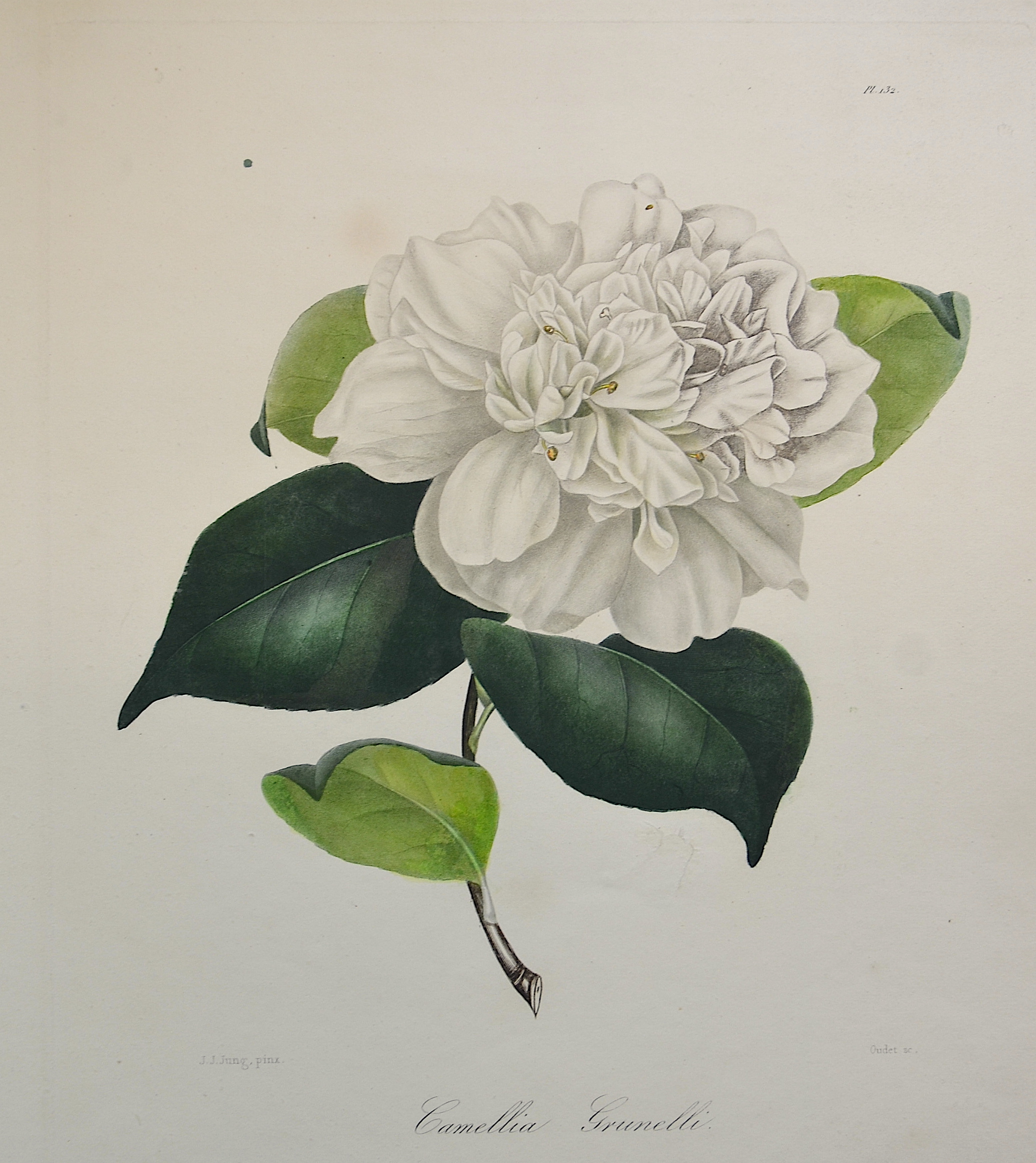 Remond/ Jung N./J. Camellia Grunelli