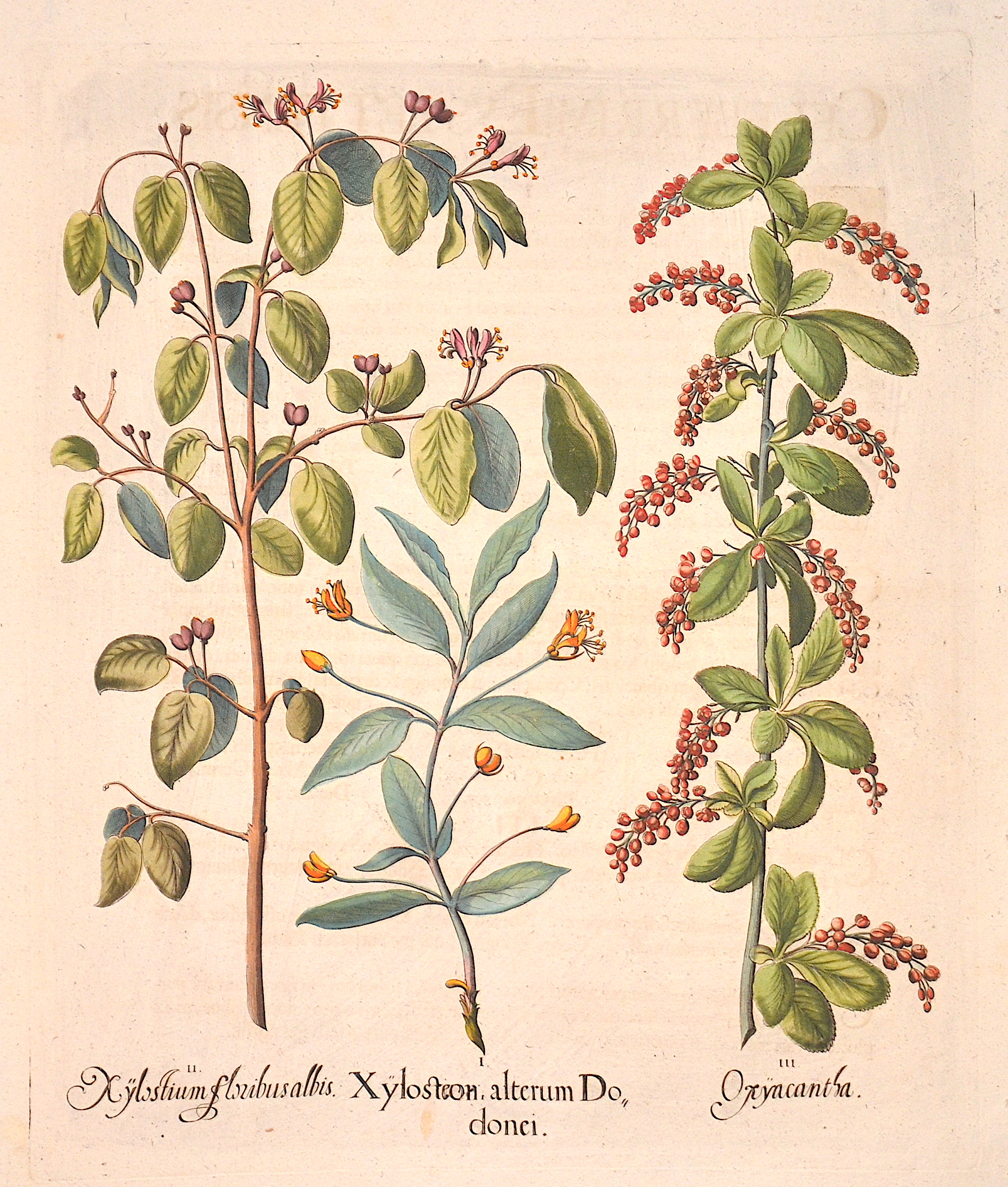 Besler  Xylosteon alterum Dodonei/ Xylostium floribus albis/ Oxyacantha