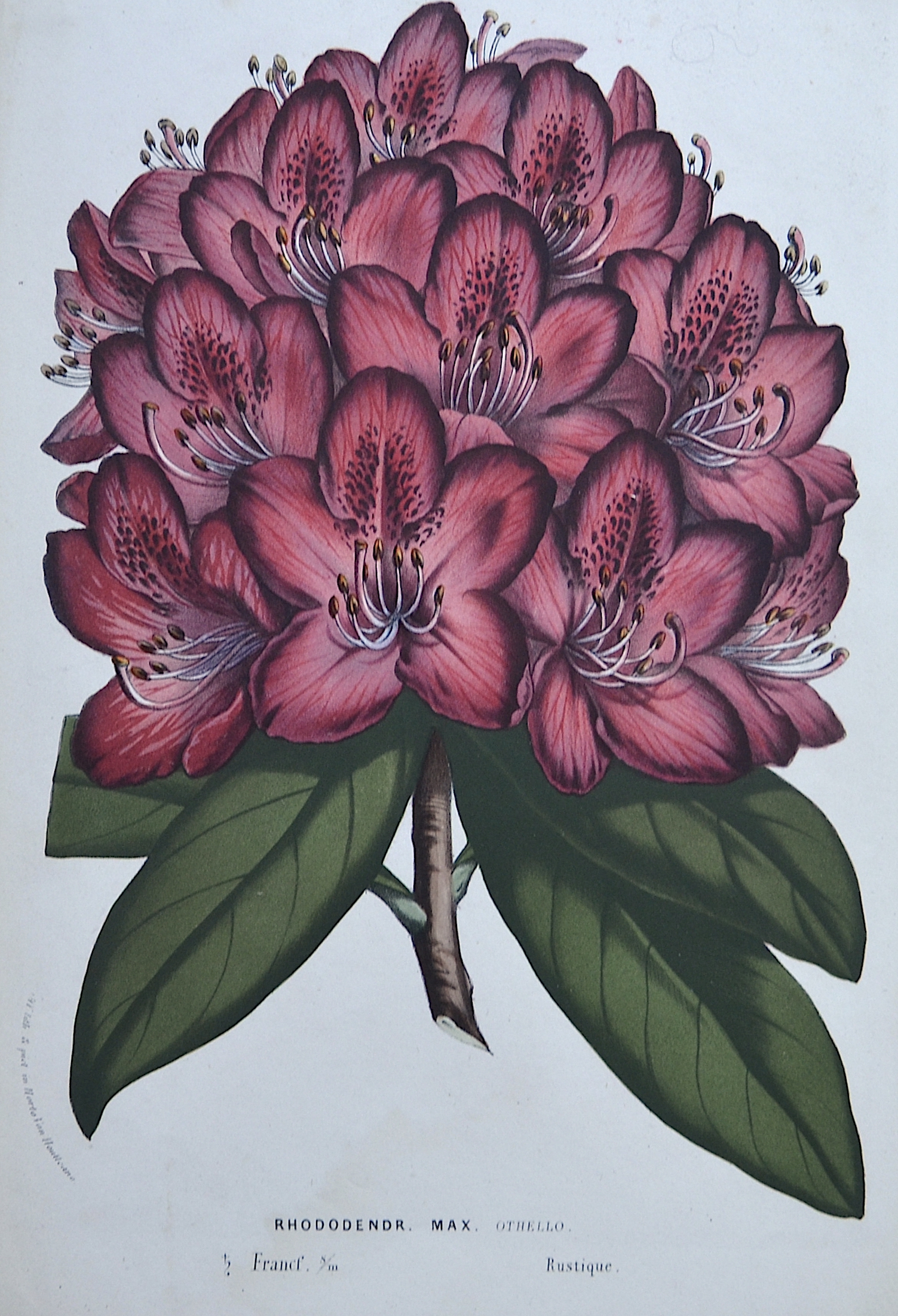 Horto, van Houlleano Rhododendr. Max. Othello