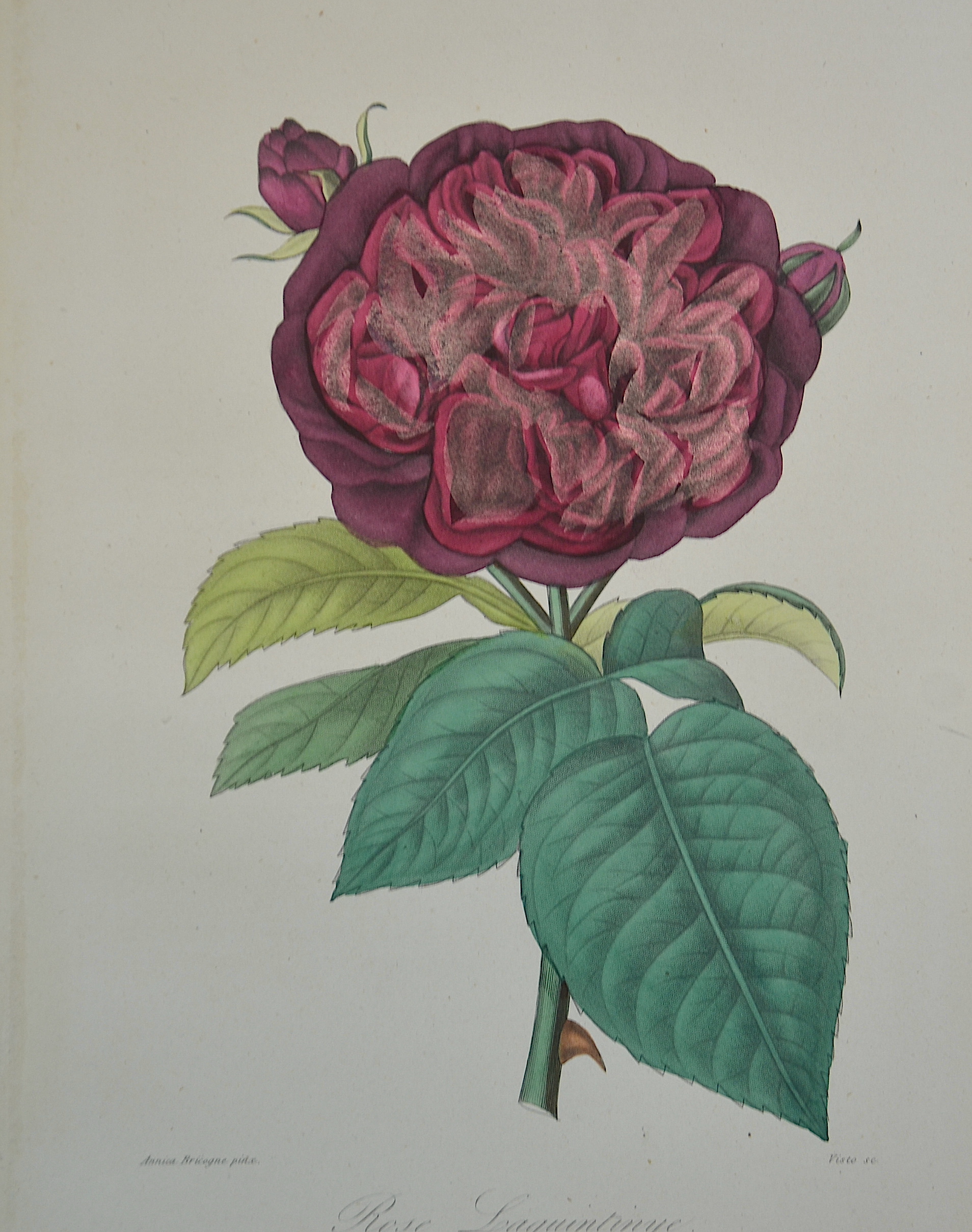 Visto/Bricogne A. Rose Laquintinye