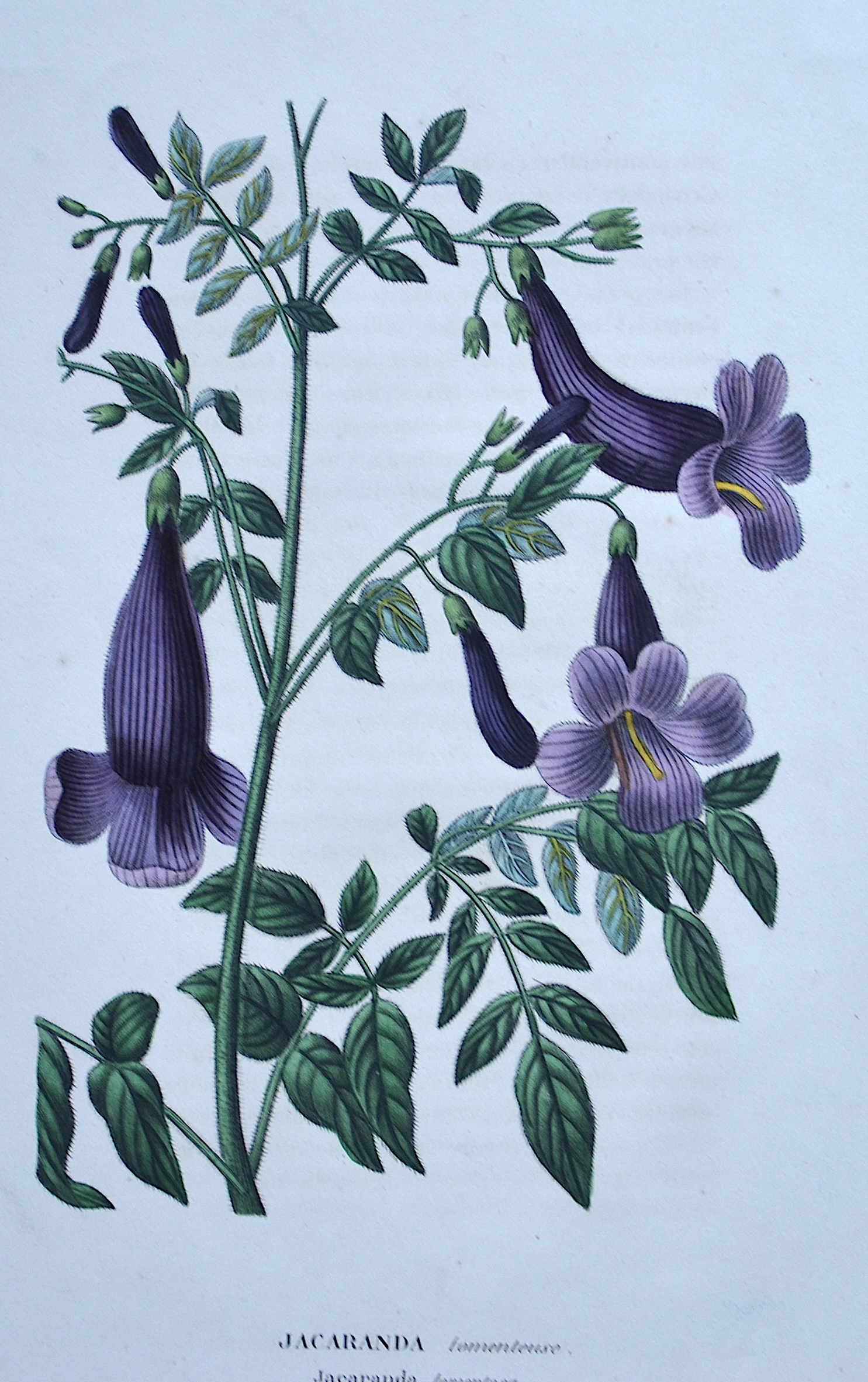 Lanvin  Jacaranda tomenteuse/ Jacaranda tomentosa