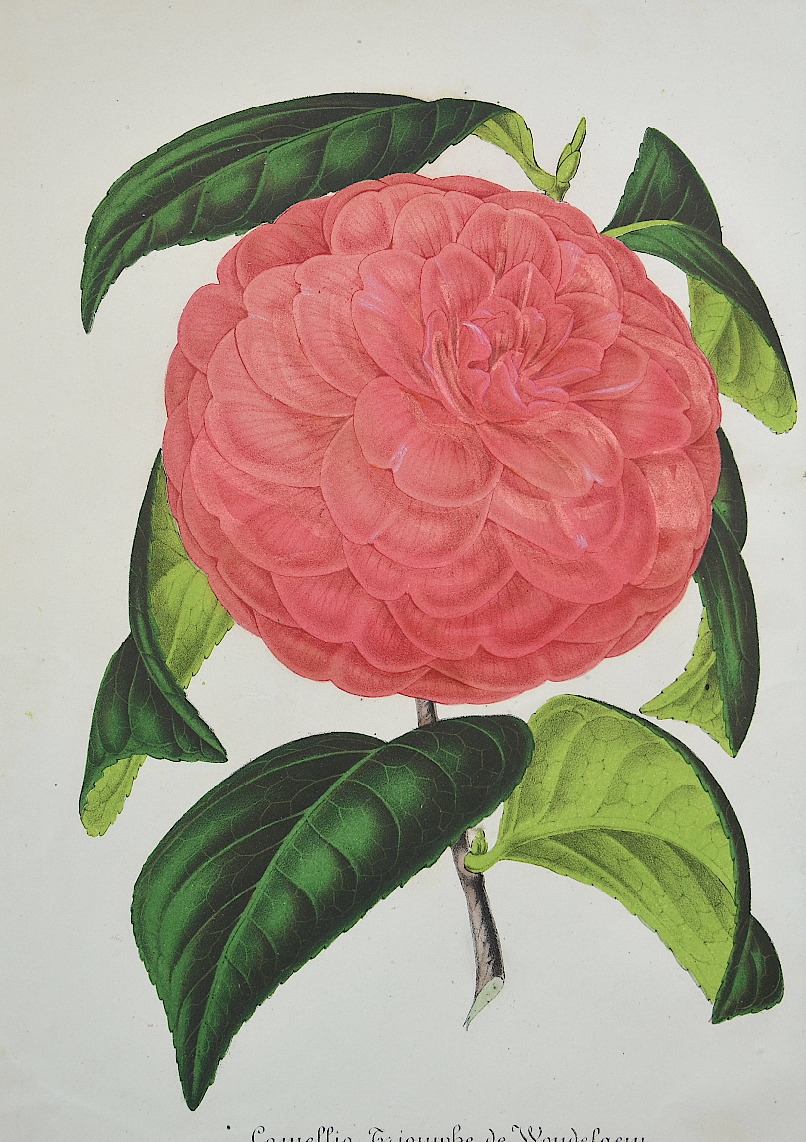 Severeyns G. Camelia Triomphe de Vondelgem