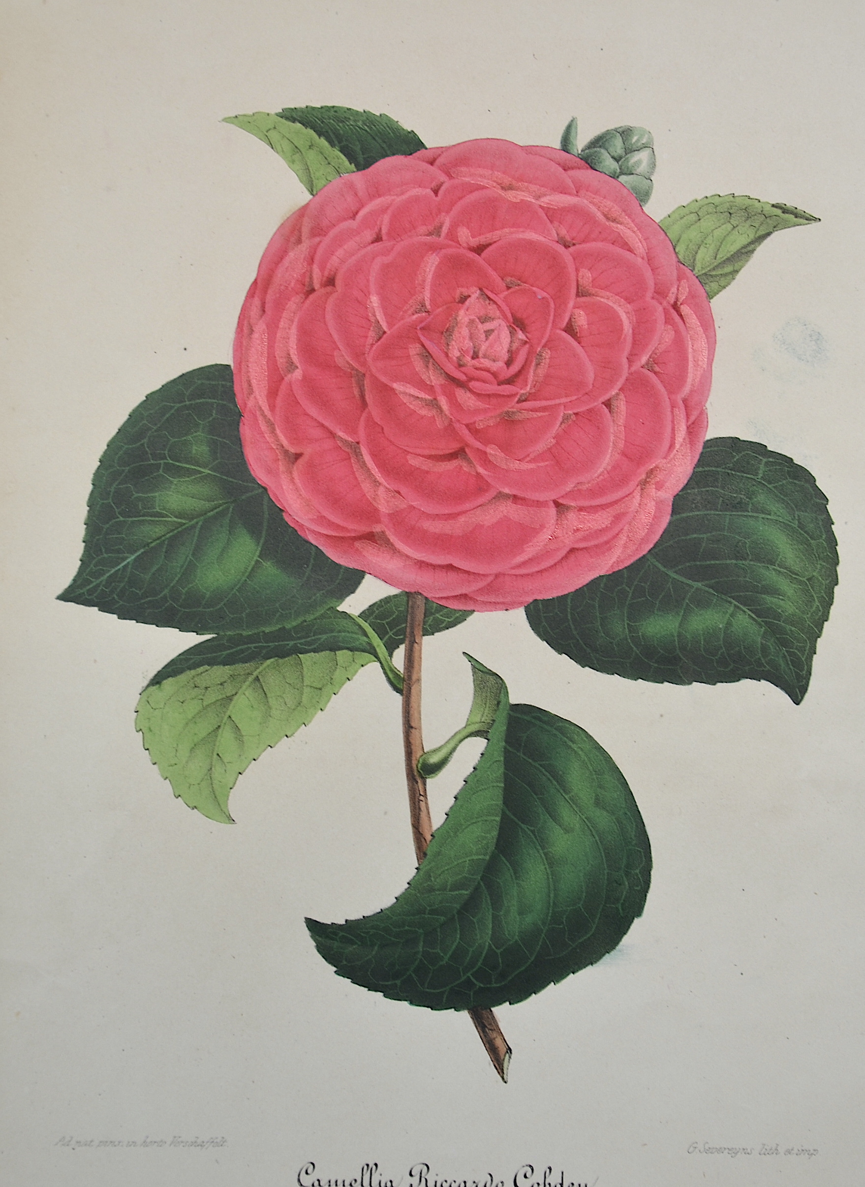 Severeyns G. Camelia Riccardo Copden