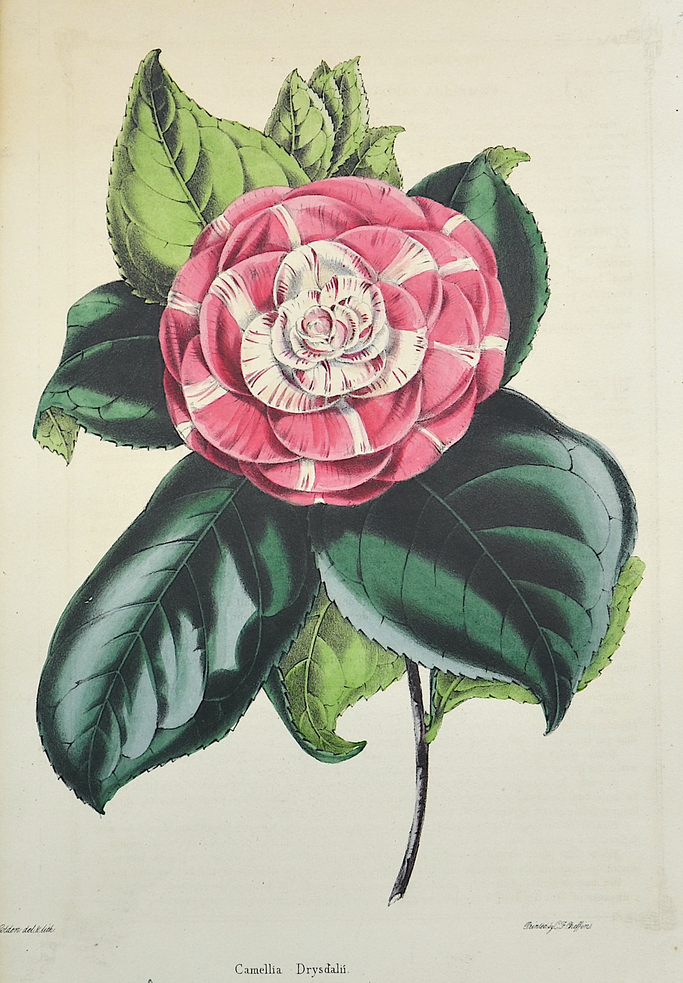 Scheffins  Camelia Drysdalii