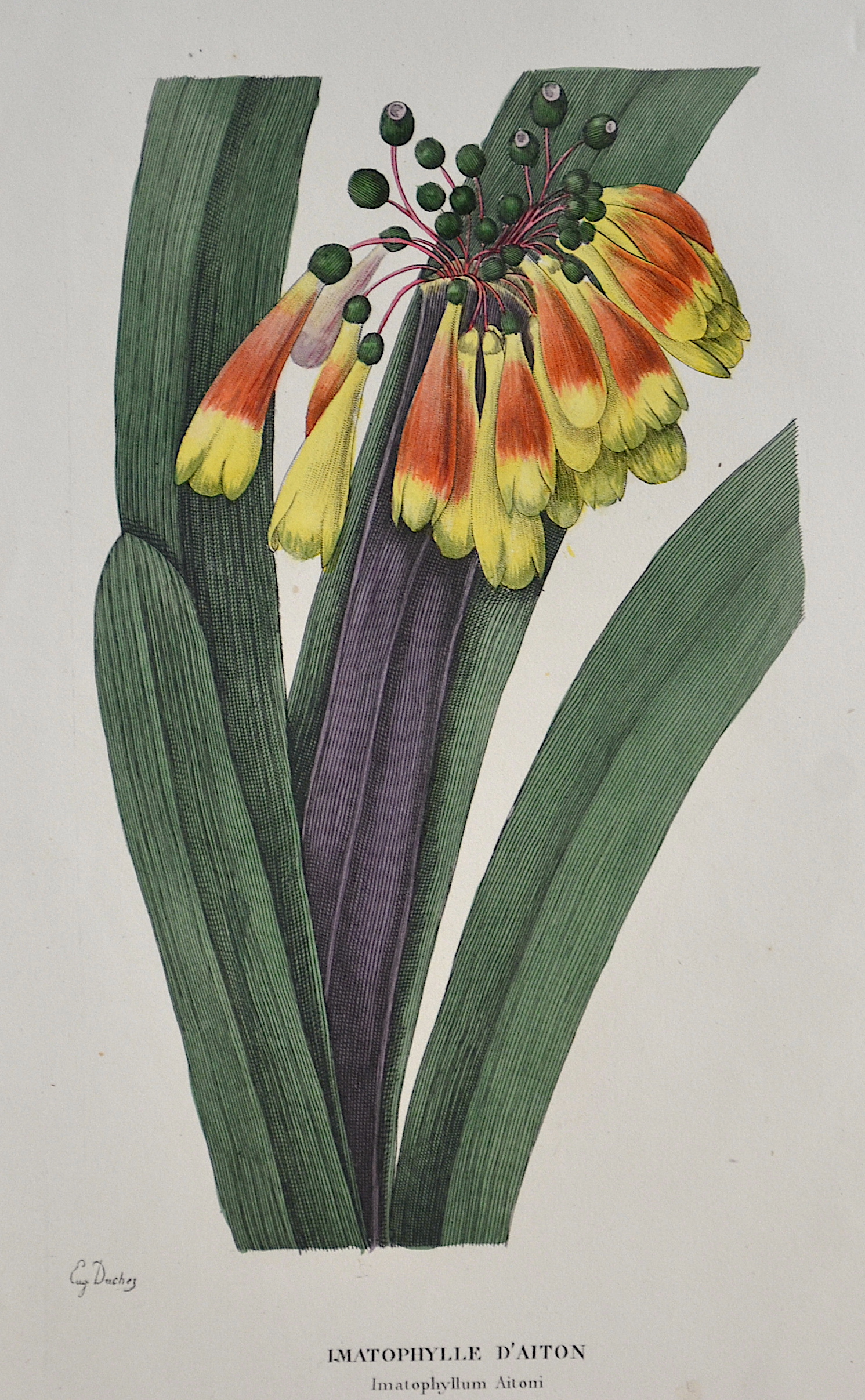 Horto, van Houlleano Imatophyle d Aiton