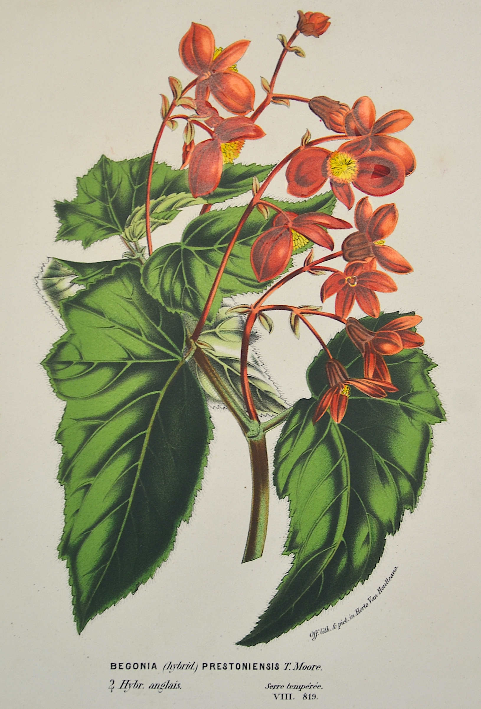 Horto, van  Begonia  Hybrid  Prestoniensis