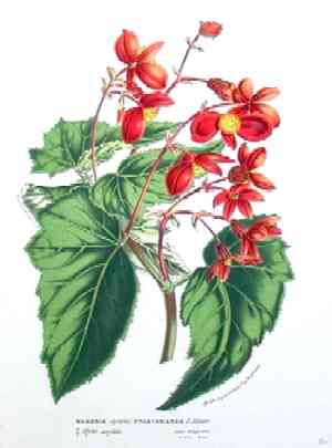Horto, van Houlleano Begonia  Hybrid  Prestoniensis