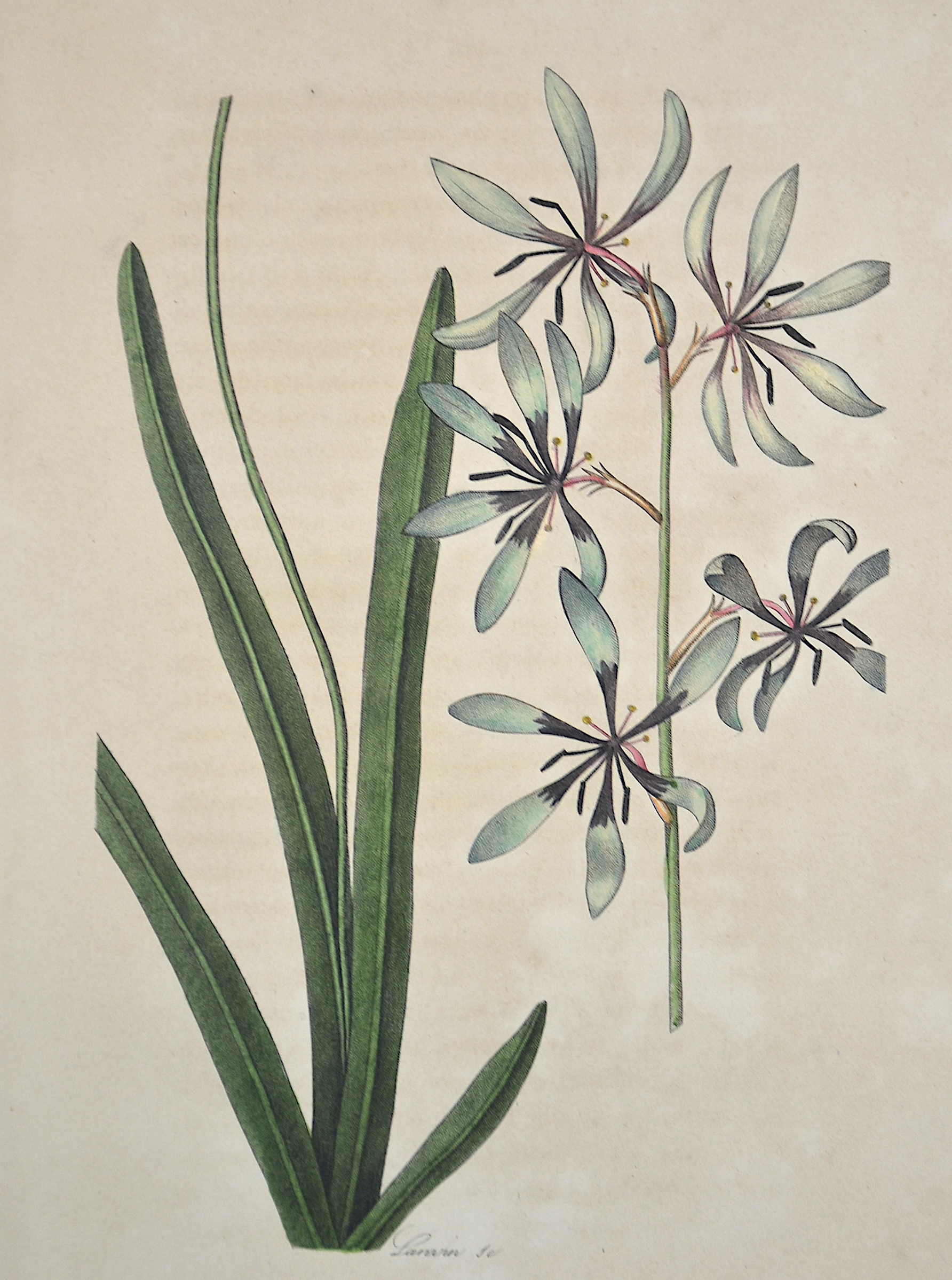 Horto, van  Ixia a fleurs vertes   Ixia viridiflora