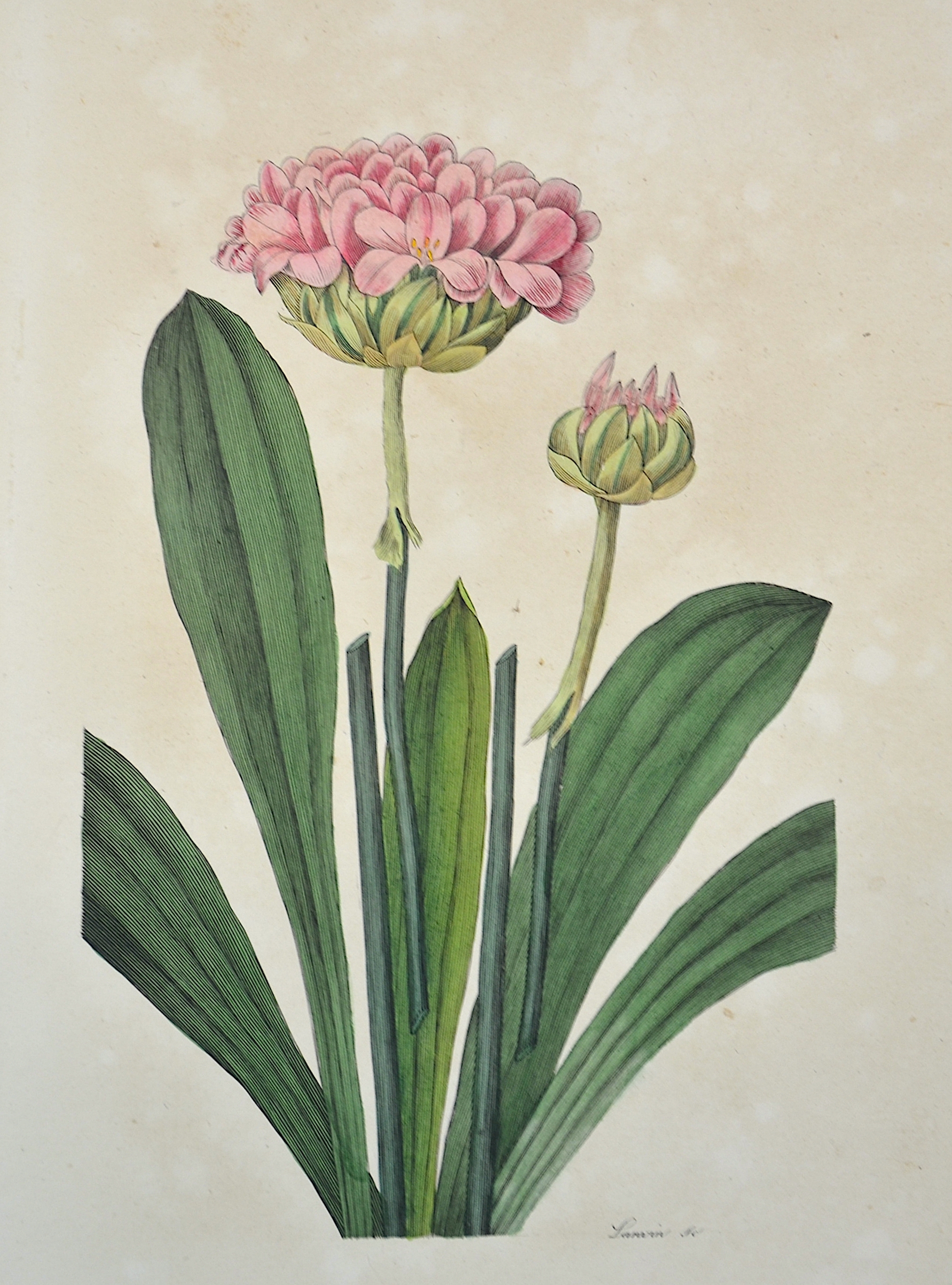 Horto, van Houlleano Statice faux armeria   Statice pseudo armeria