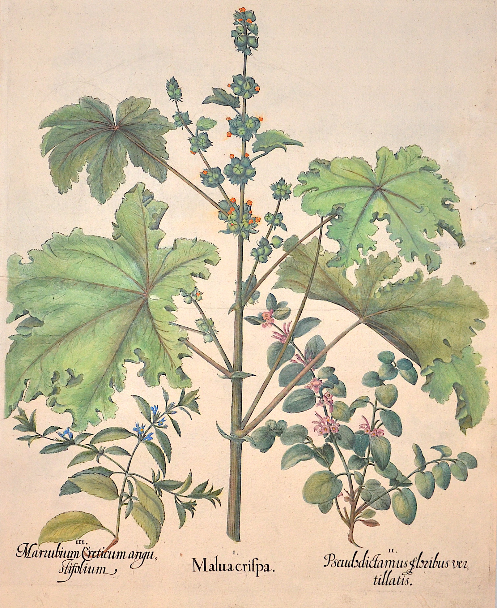 Besler Basilius I. Malua crispa. / II. Pseudodictamus floribus vertillatis. / III. Marubium Creticum angustifolium.
