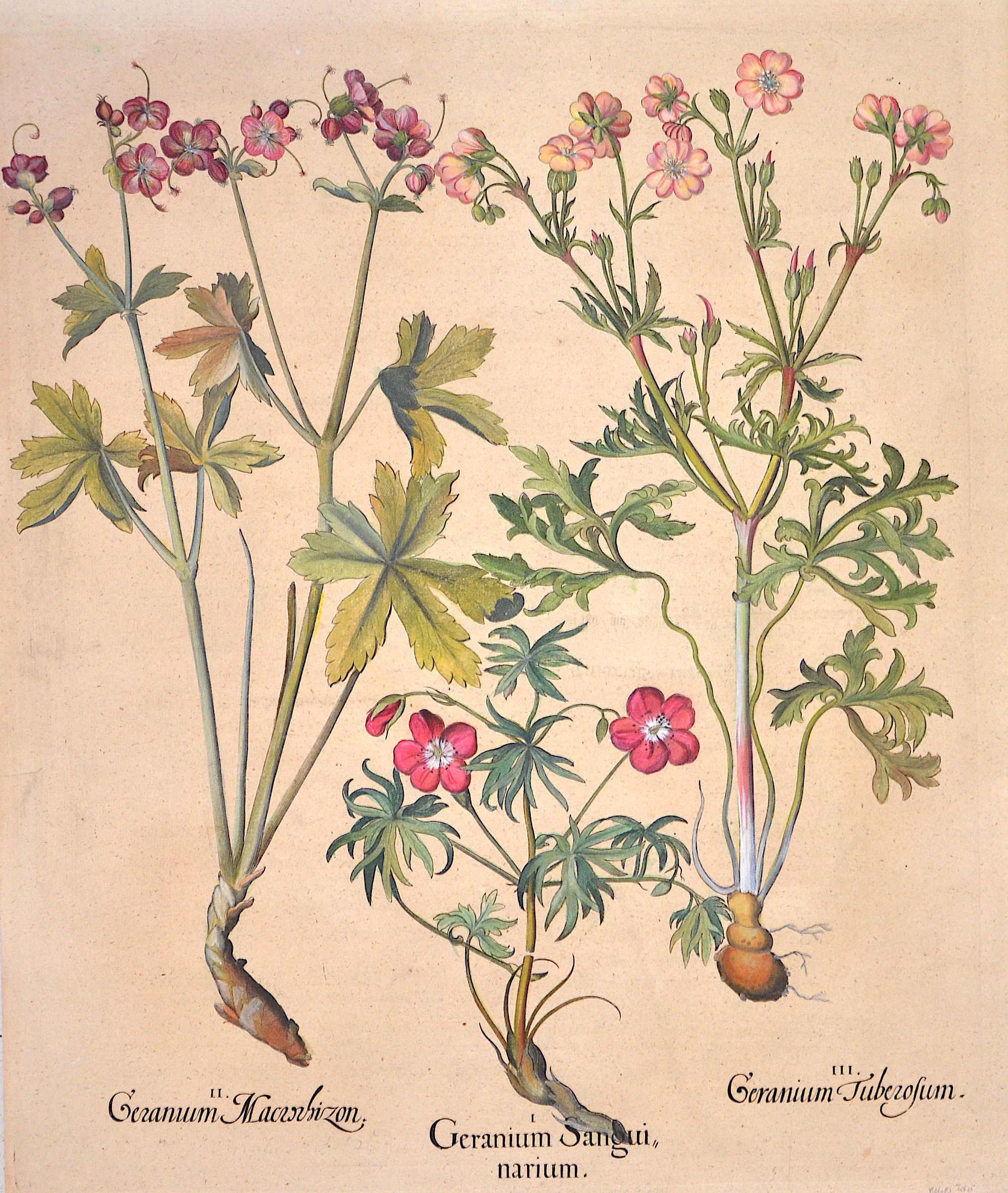 Besler Basilius II. Geranum Macrochizon. I. Geranium Sanguinarium. III.Geranium Tuberosum.