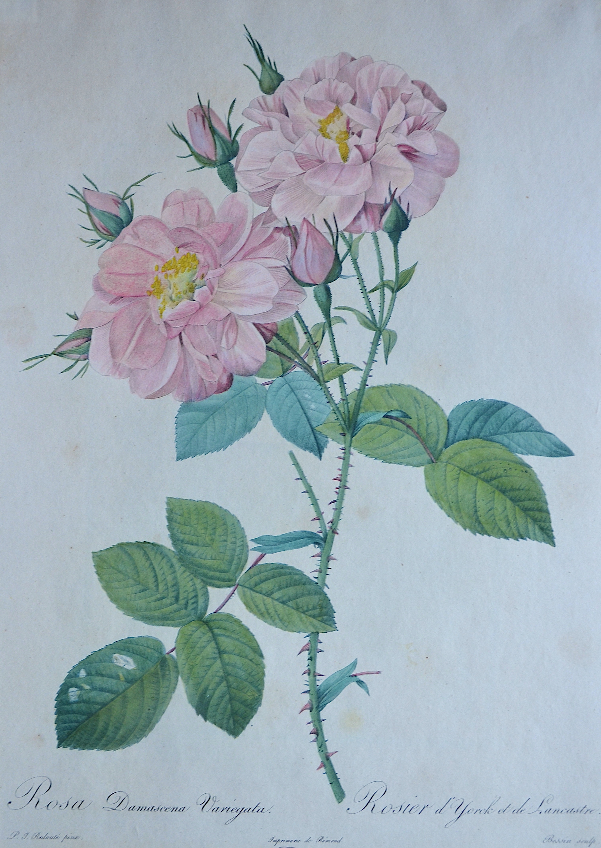 Redouté  Rosa Damascemna Variegata / Rosier d´ Yorck et de lancastre