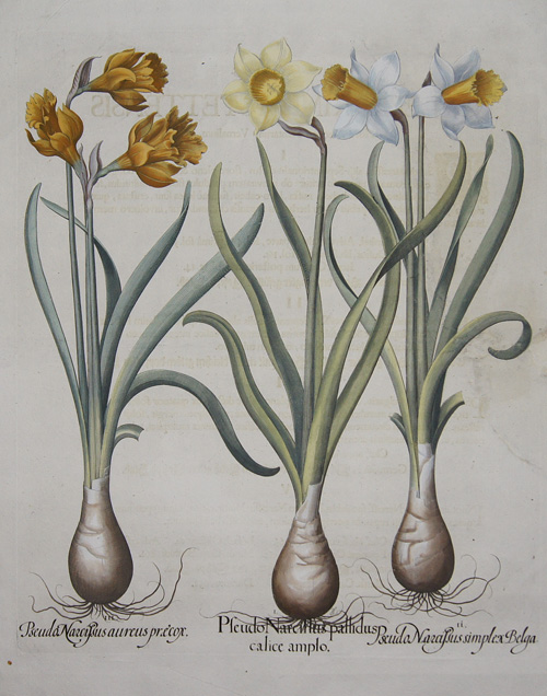 Besler  Pseudo Narcissus pallidus calice amplo/ Pseudo Narcisus simplex Belga/ Pseudo Narcissu aureus praecox