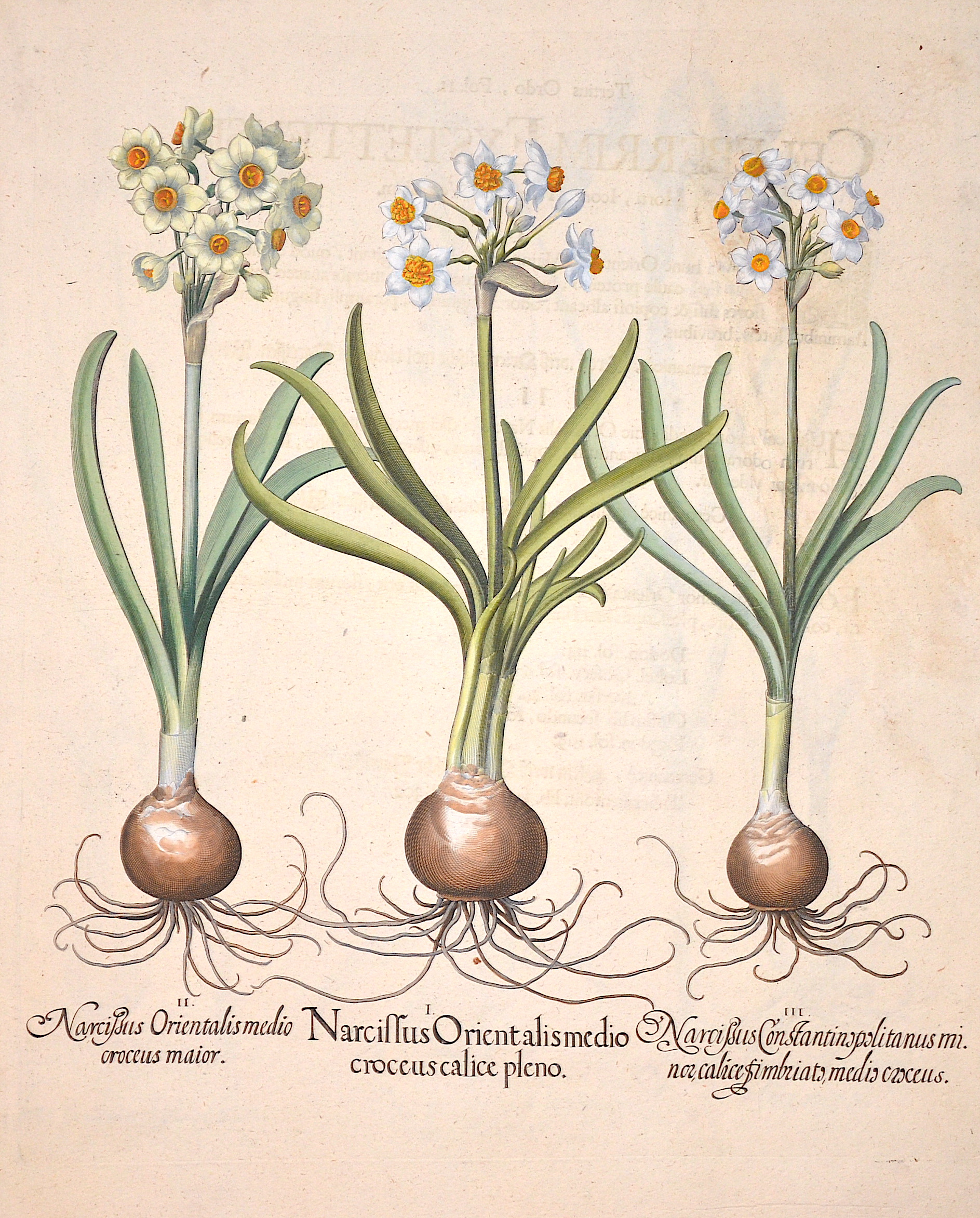 Besler  Narcissus Orientalis medio croceus calice pleno/Narcissus Orientalis medio croceus maior/Narcissus Constantinopolitanus minor calice simbriato medio…