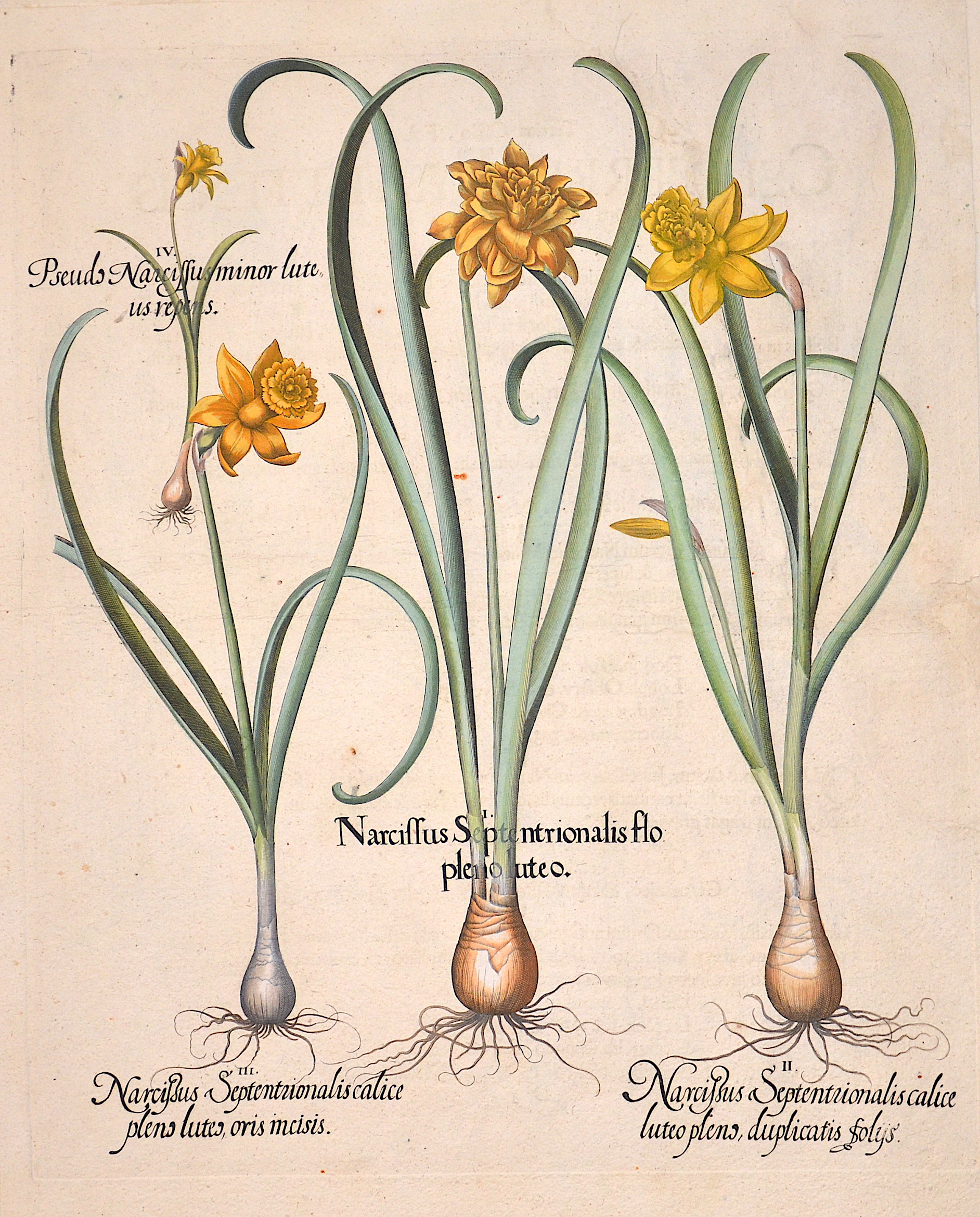Besler  Narcissus Septentrionalis flo pleno luteo/Narcisus Septentrionalis calice…/Narcissus Septentrionalis calice pleno/Pseudo Narcissus minor luteus repens