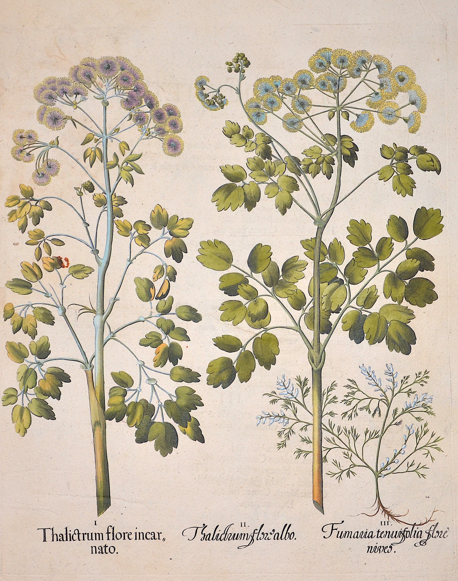 Besler Basilius Thalictrum flore icarnato/ Thalicrtum flore albo/ fumaria tenuifolia flore niveo