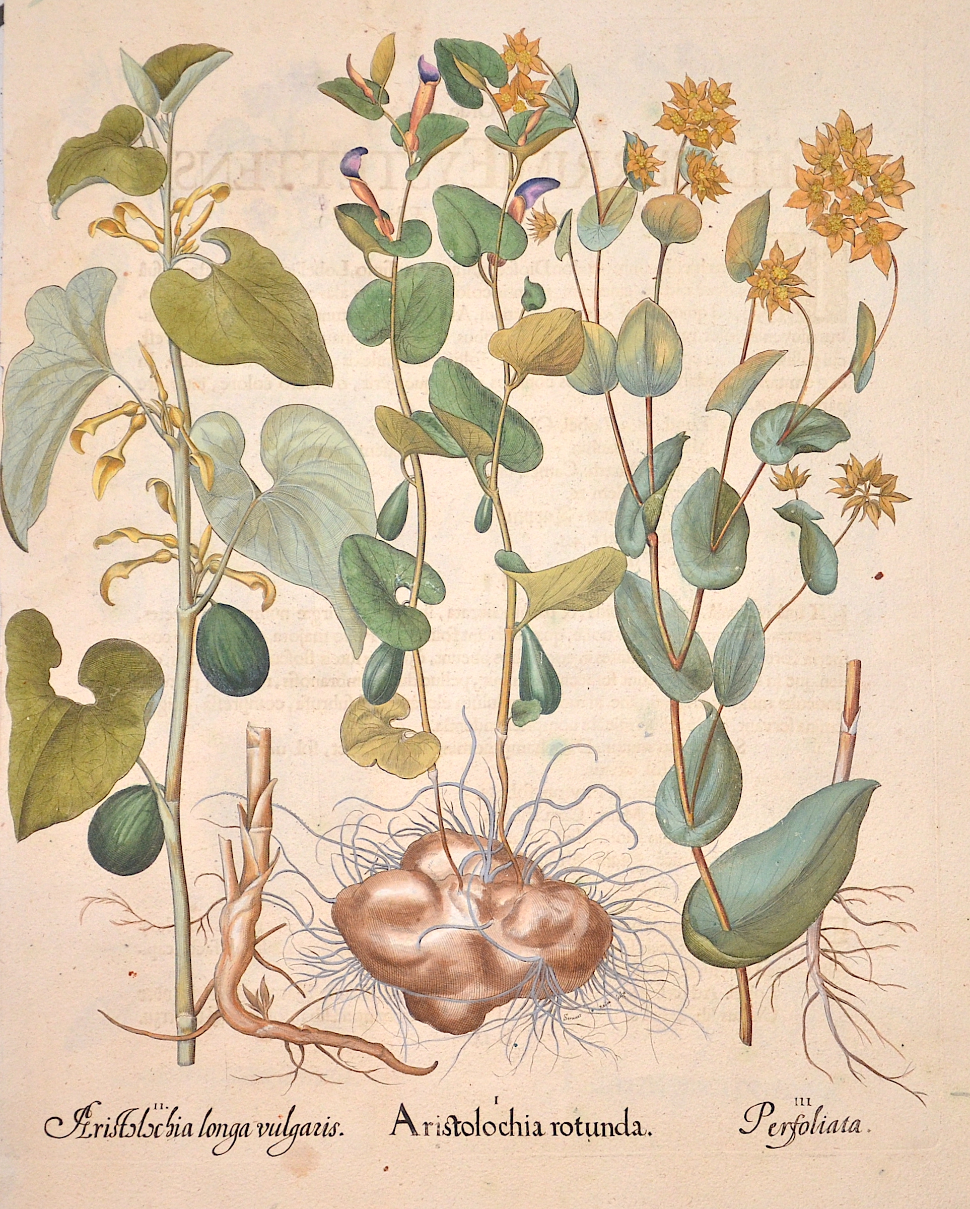 Besler Basilius Aristolochia rotunder/ Aristolochia longa vulgaris/ Perfoliata