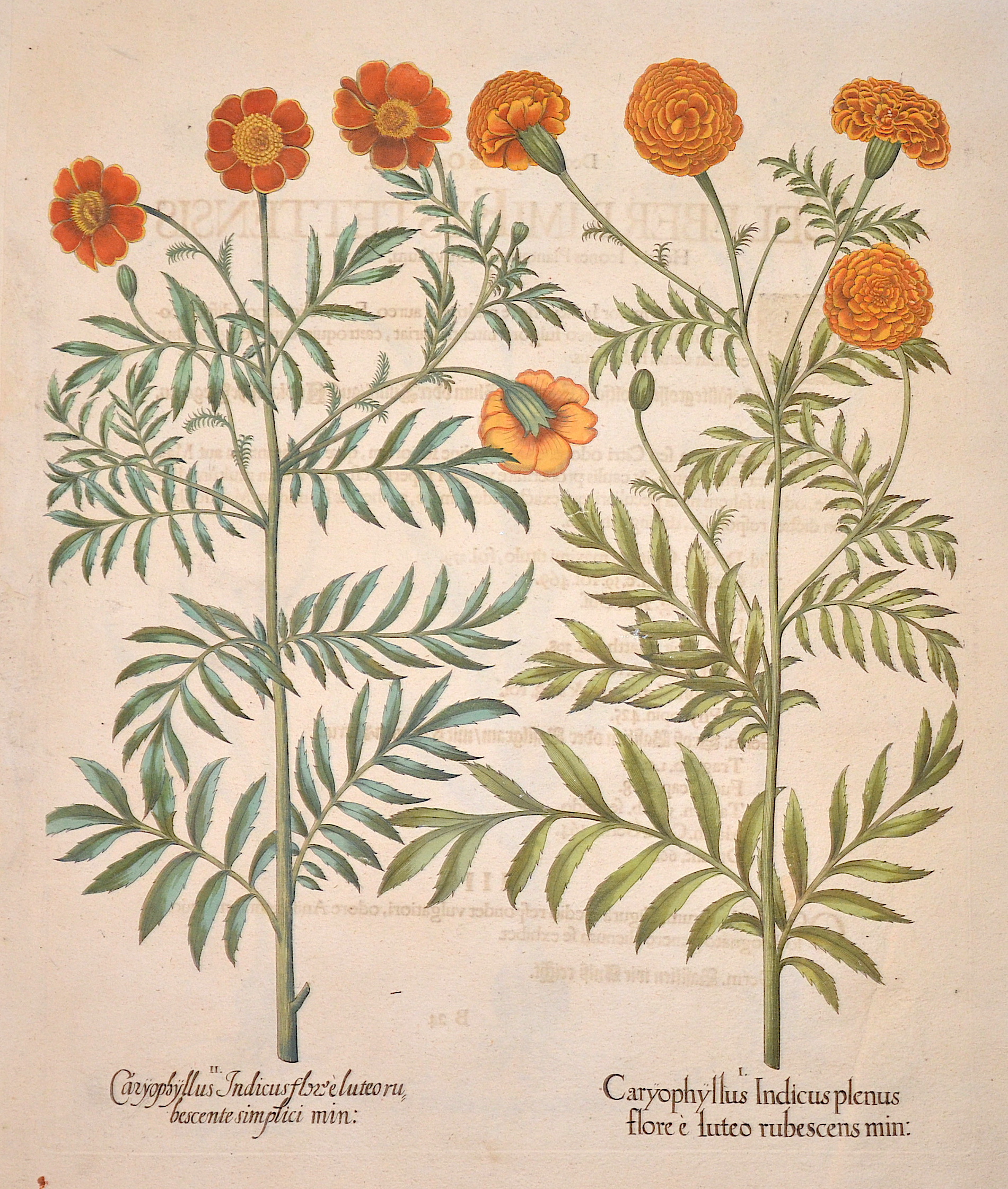 Besler  Caryphullus Indicus plenus flore e luteo rubescens min/ Caryphullus Indicus flore luteo rubescente simplsici min
