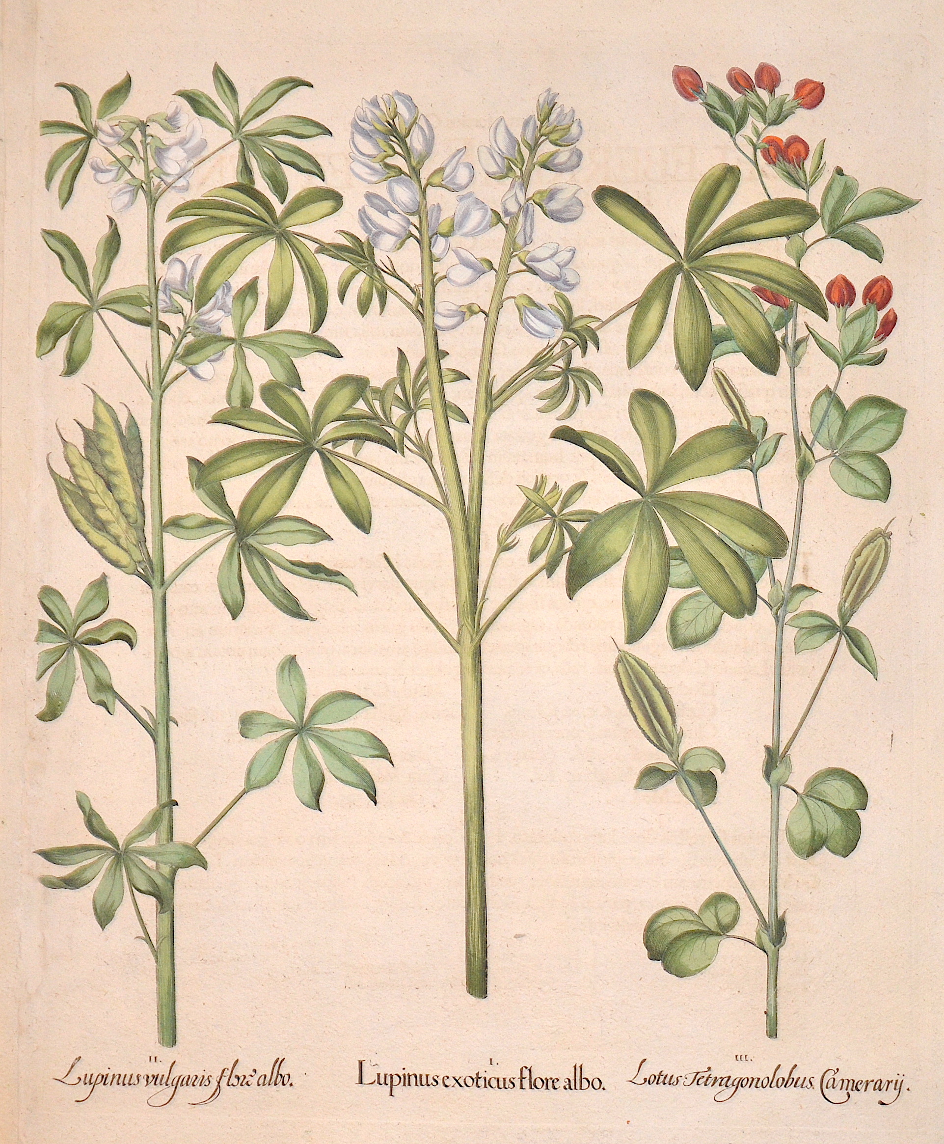 Besler  Lupinus exoticus flore albo/ Lupinus vulagria flore albo/ Lotus Tetragonolubus Camerary