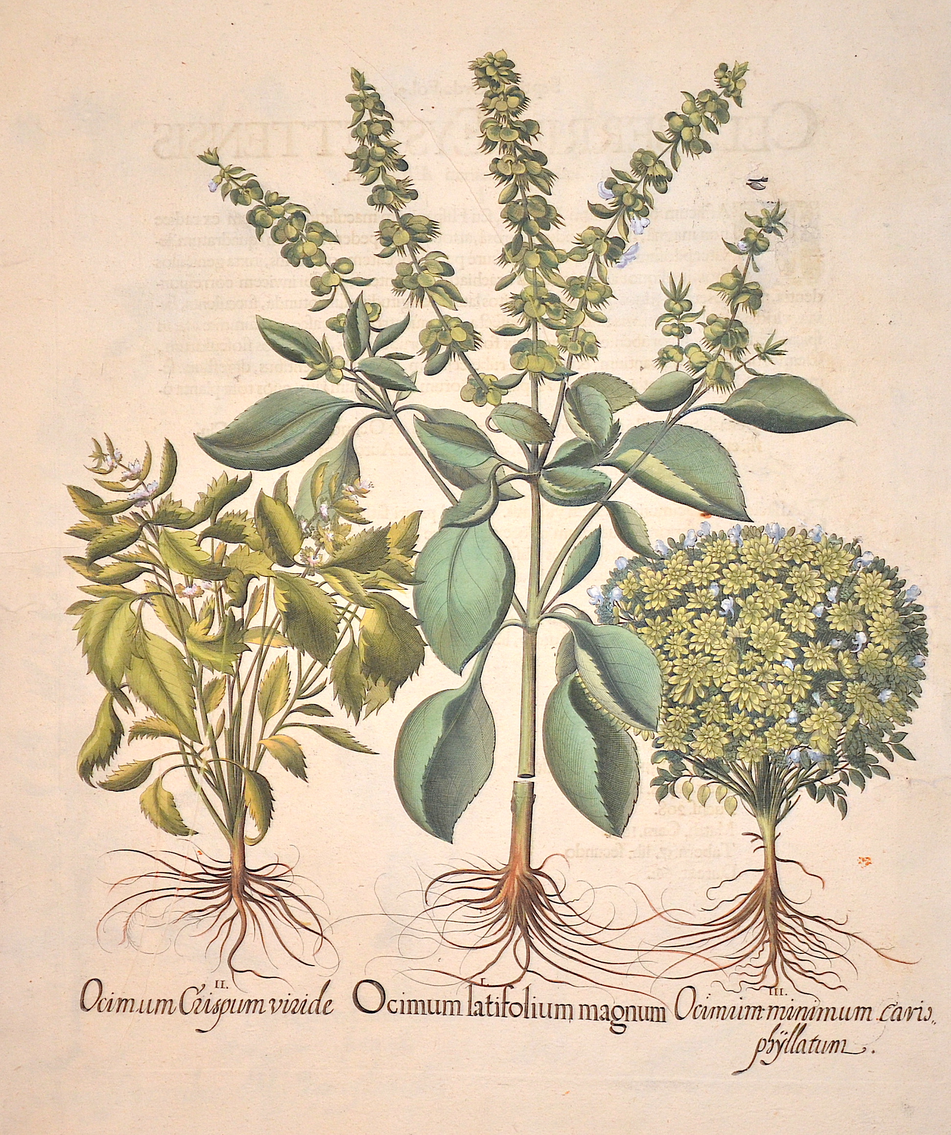 Besler  Ocimum latifolium magnim/ Ocimum crispum viride/ Ocimum minimum cario phyllatum