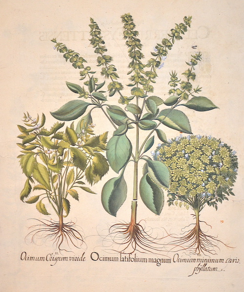Besler  Ocimum latifolium magnim/ Ocimum crispum viride/ Ocimum minimum cario phyllatum