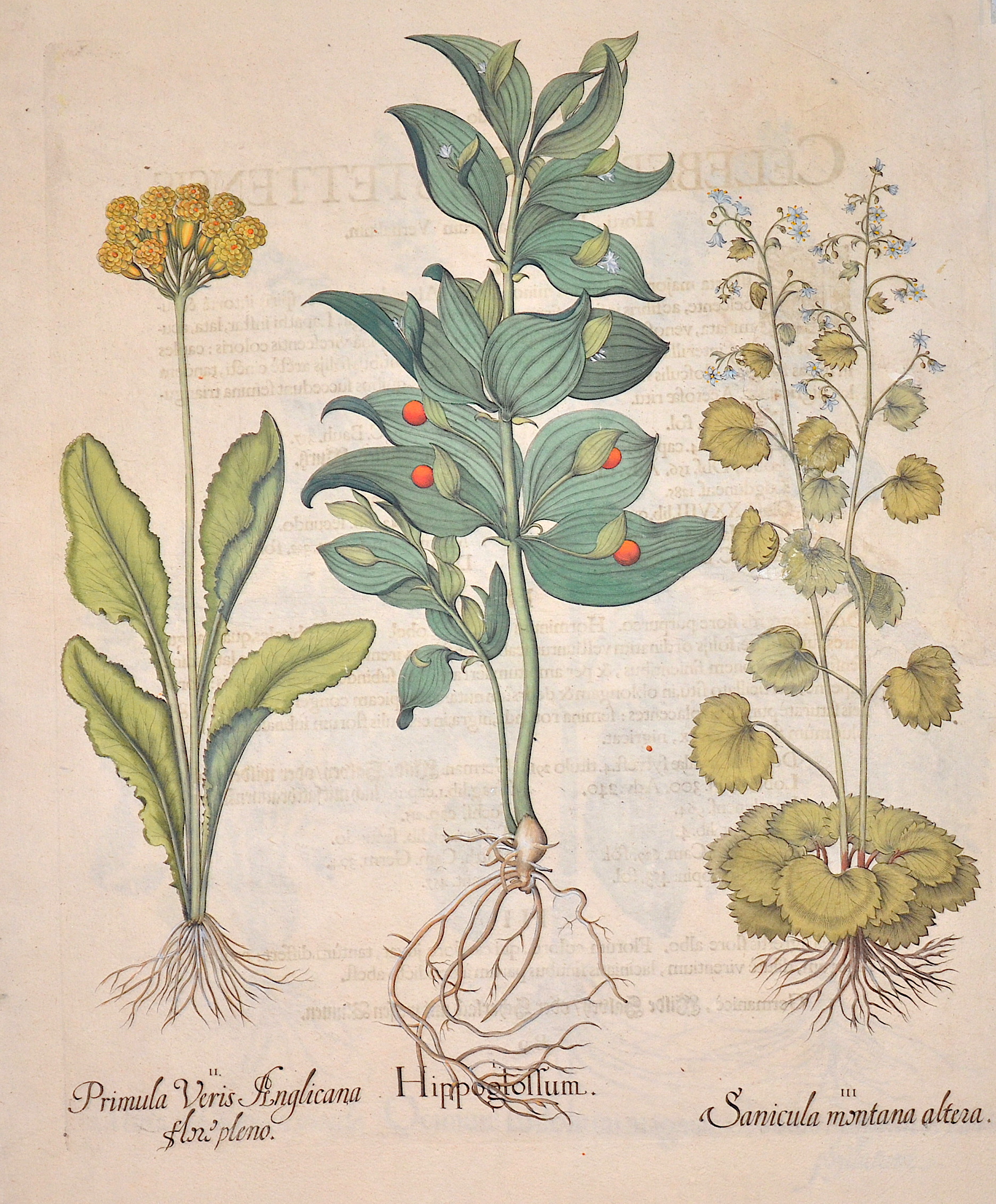 Besler  Hippoglossum/ Primula Veris Anglicana flore pleno/ Sanicula montana altera