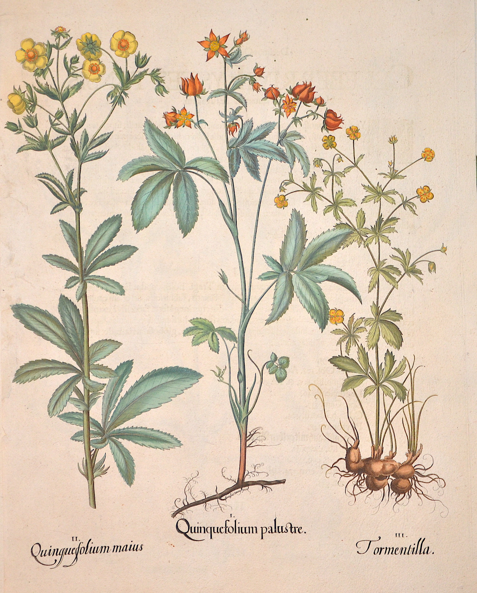 Besler  Quinquefolium palustre/ Quinquefolium maius/ Tormentilla