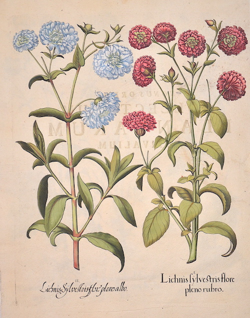 Besler  Lichnis sylvestris flore pleno rubro/Lichnis Sylvestris flore pleno albo