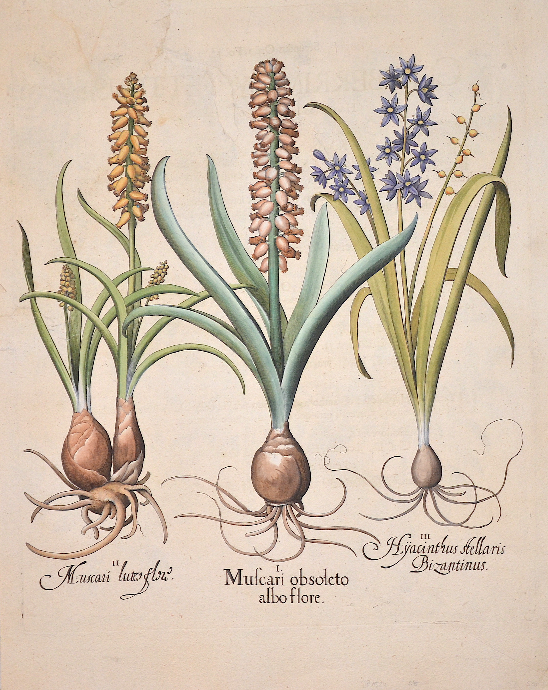 Besler  Muscari obsoleto albo flore/ Muscari luteo flore/ Hyacinthus stellaris Bizantinus