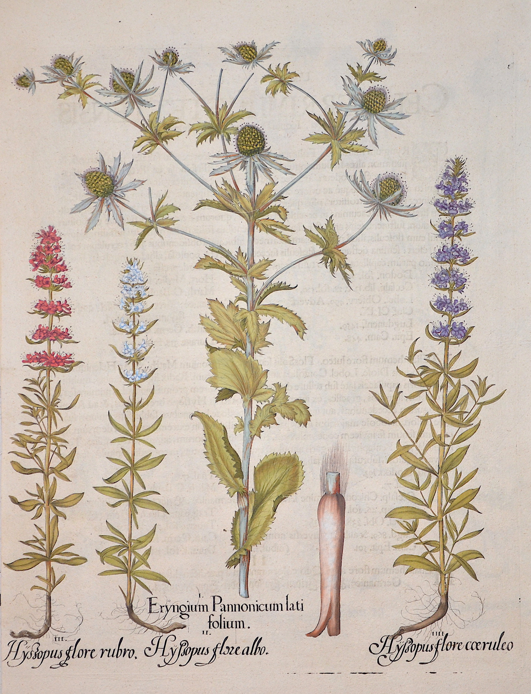 Besler Basilius Eryngium Pannonicum latifolium/ Hyssopus flore albo/ Hyssopus flore rubro/ Hyssopus flore coeruleo