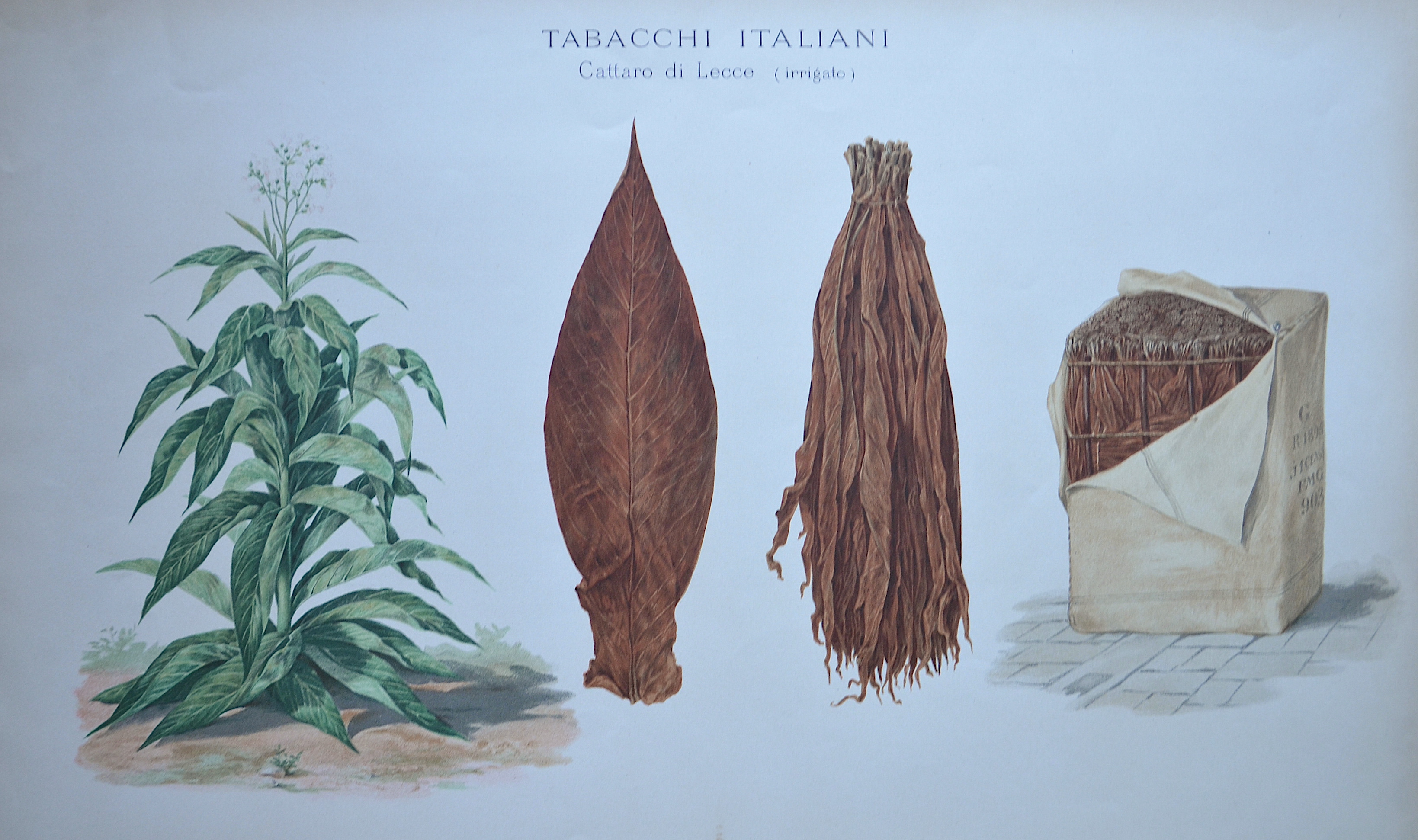 Salmone  Tabacchi Italiani Cattaro di Lecce ( irigato)