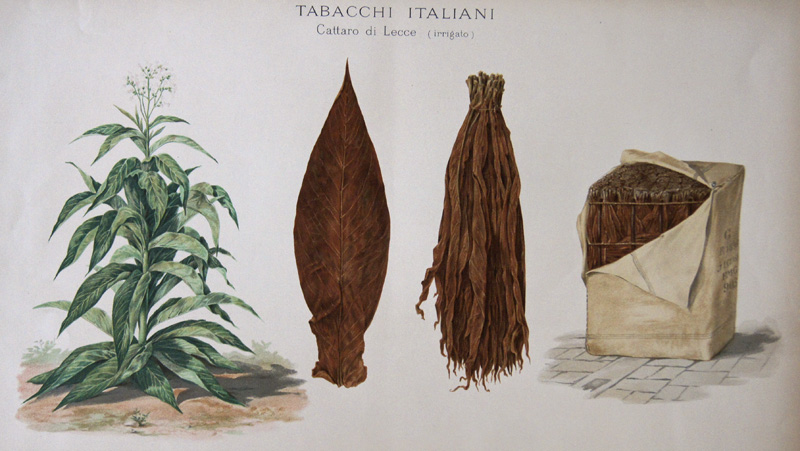 Salmone  Tabacchi Italiani Cattaro di Lecce ( irigato)